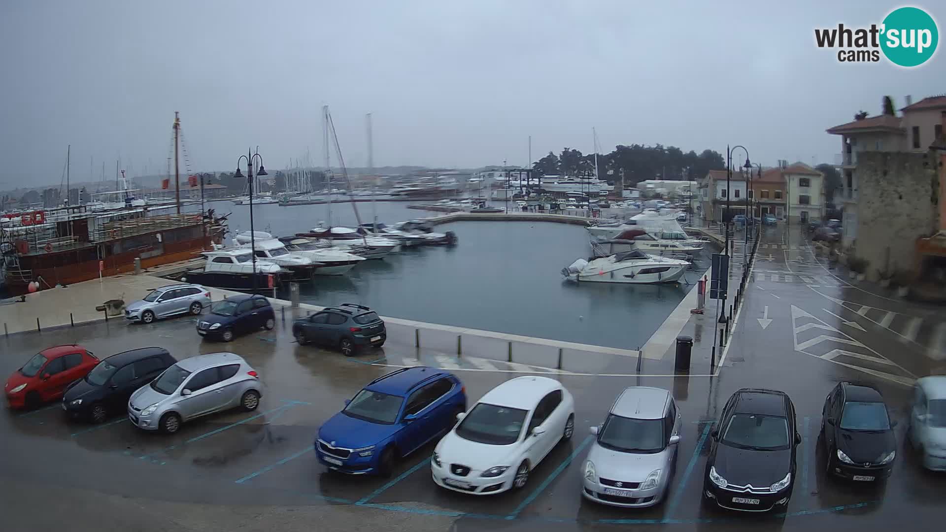 Novigrad | Porporela marina