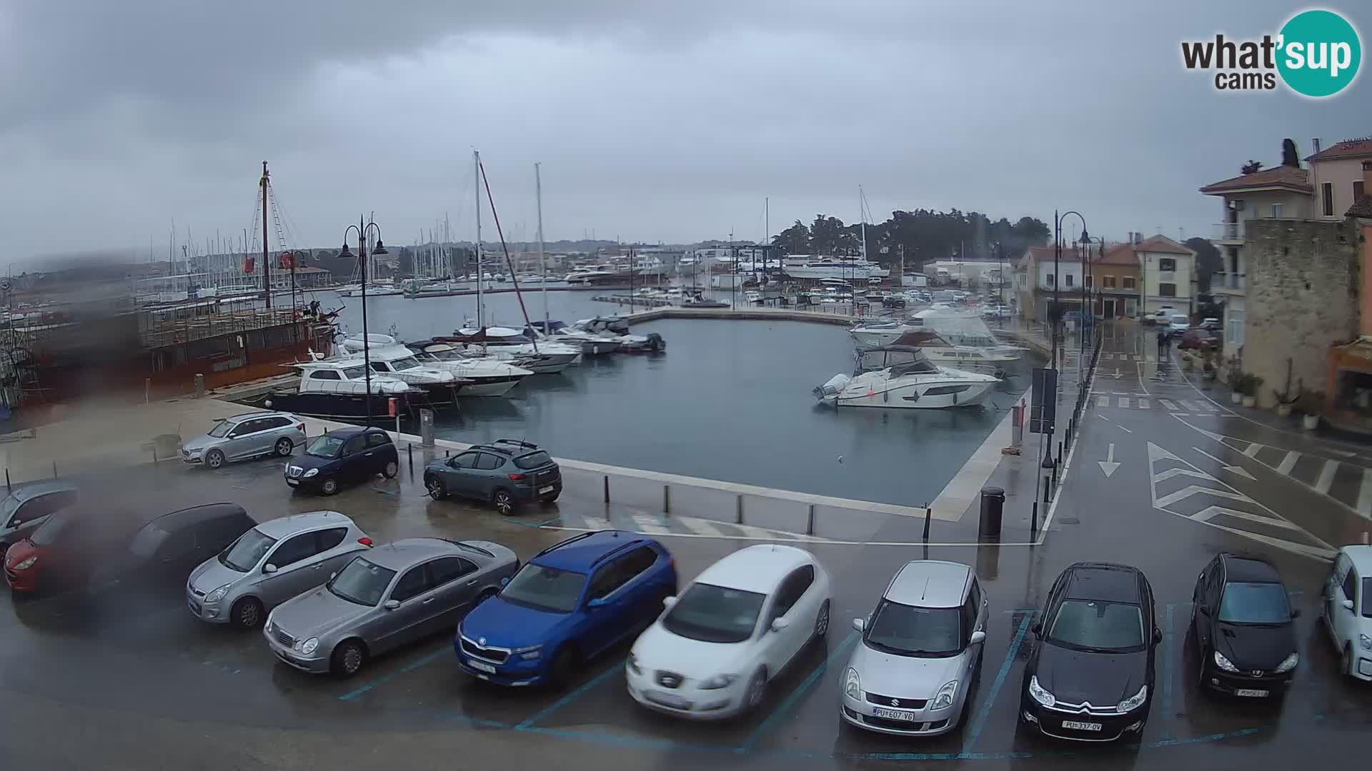 Novigrad | Porporela marina