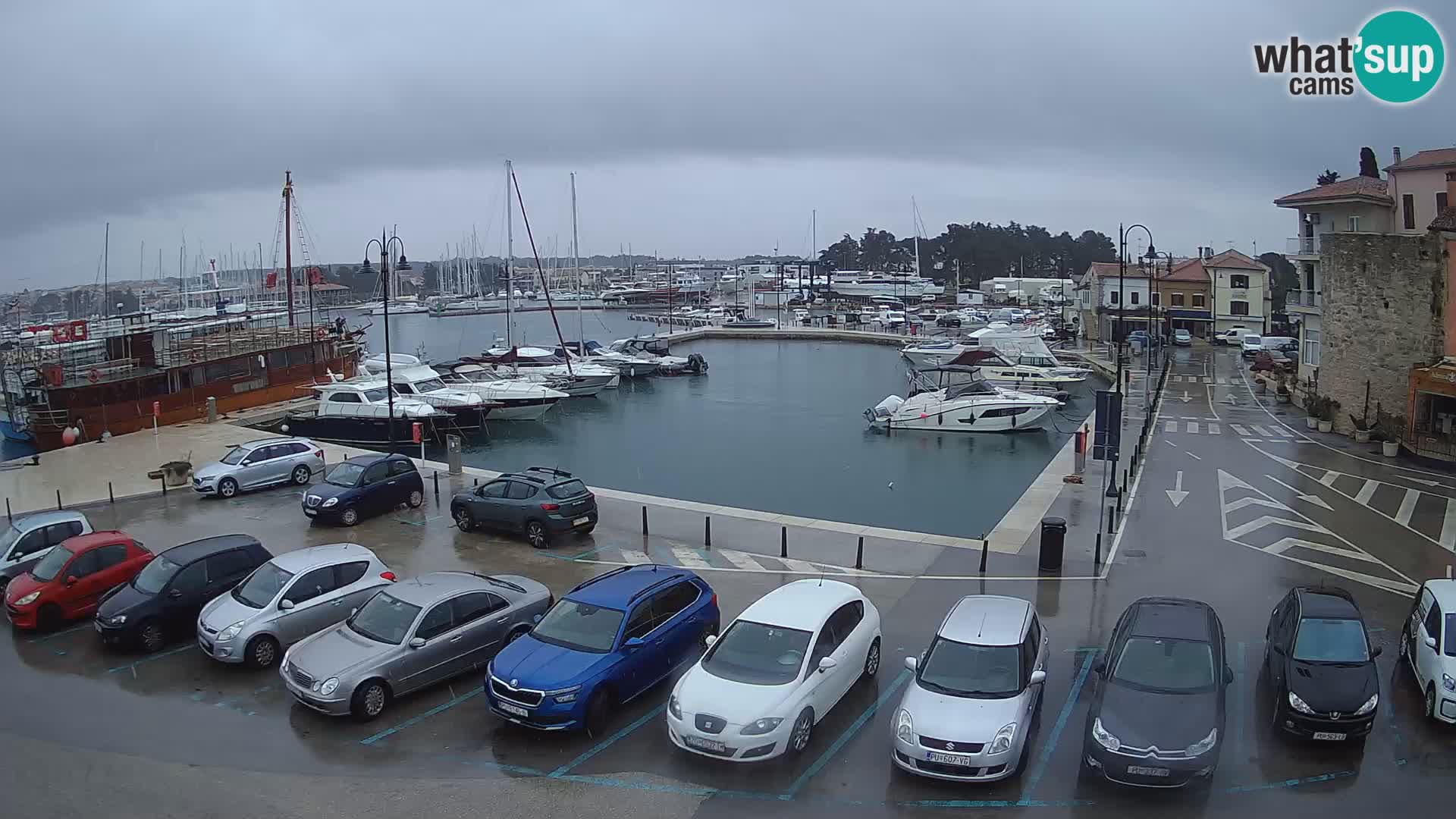 Novigrad | Porporela marina