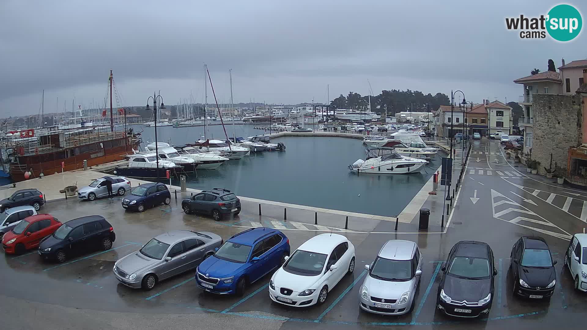 Novigrad | Porporela marina