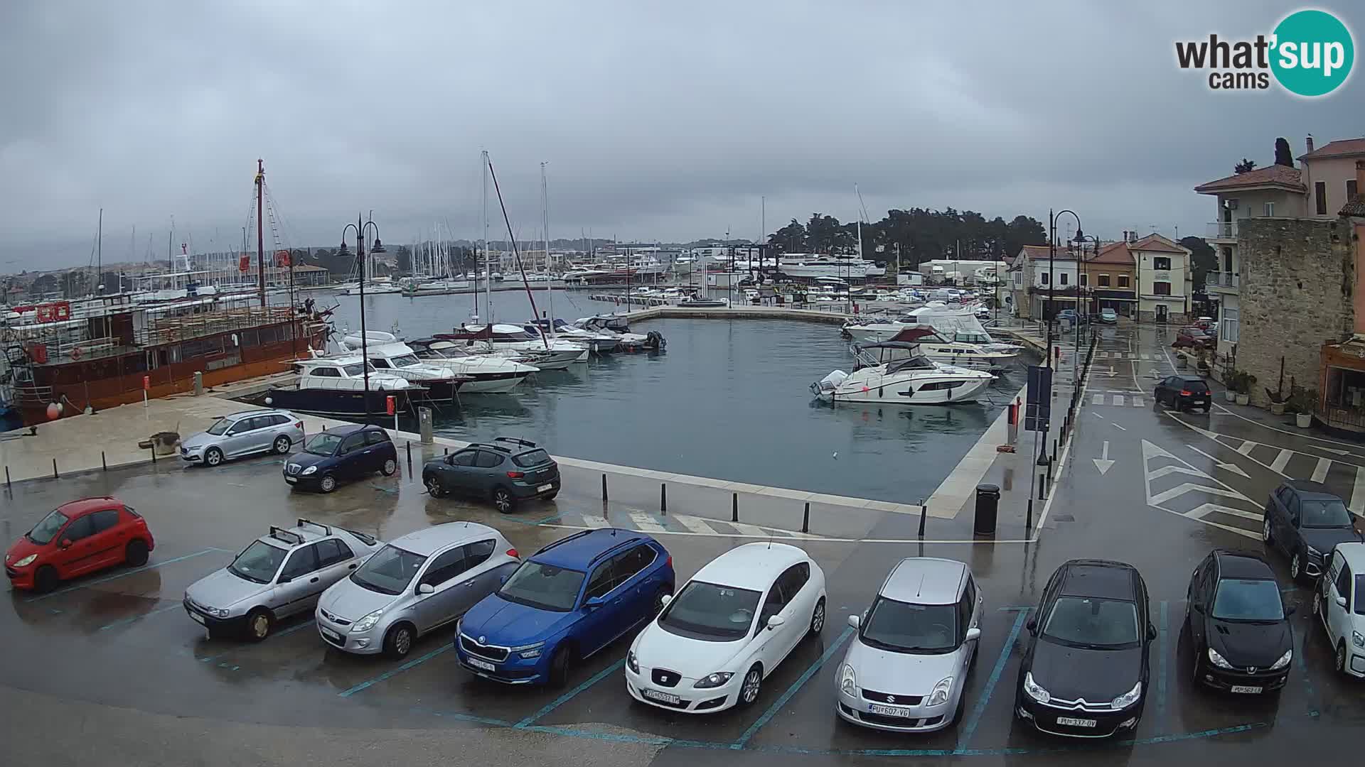 Novigrad | Porporela marina