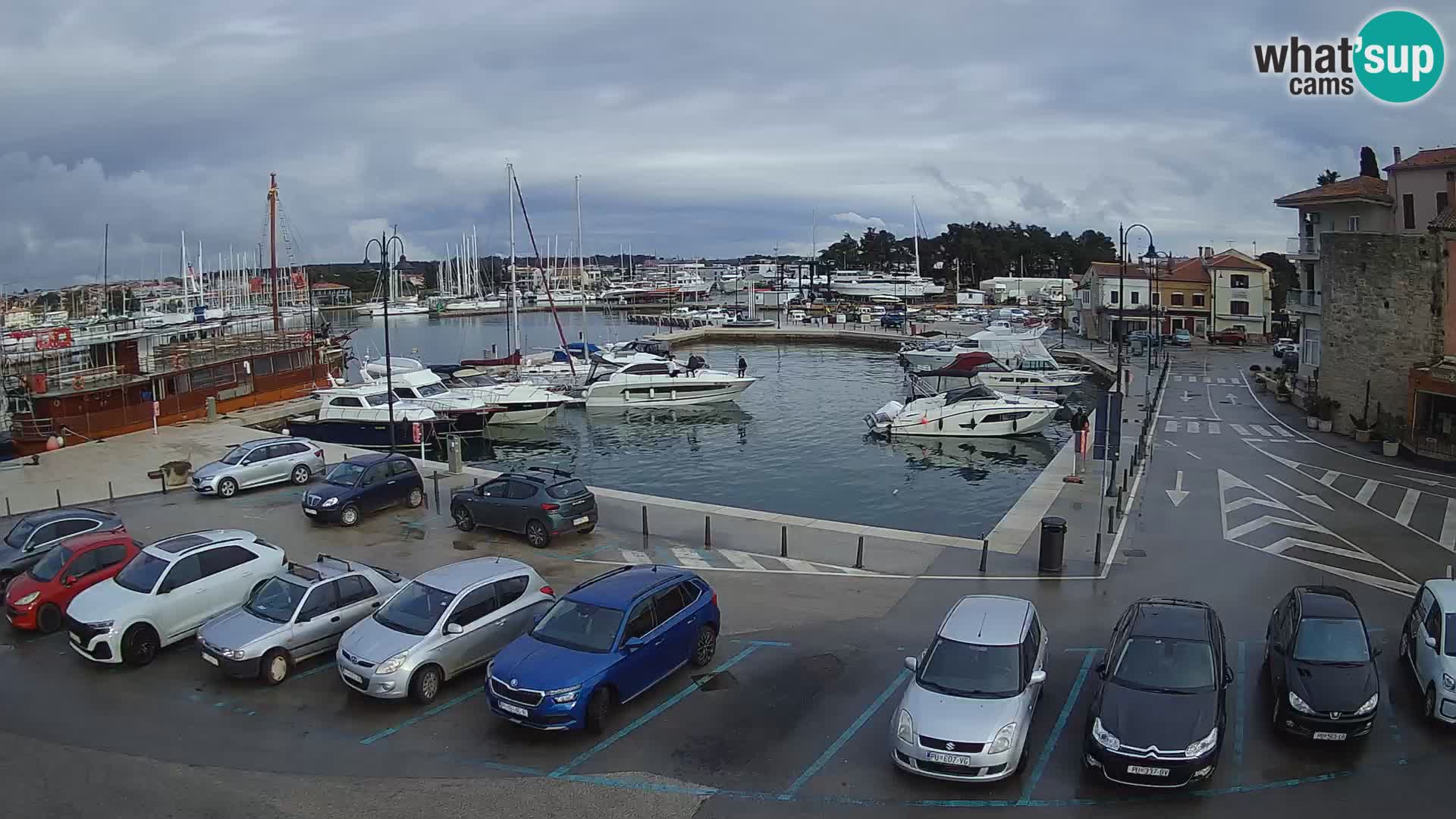 Novigrad | Porporela marina