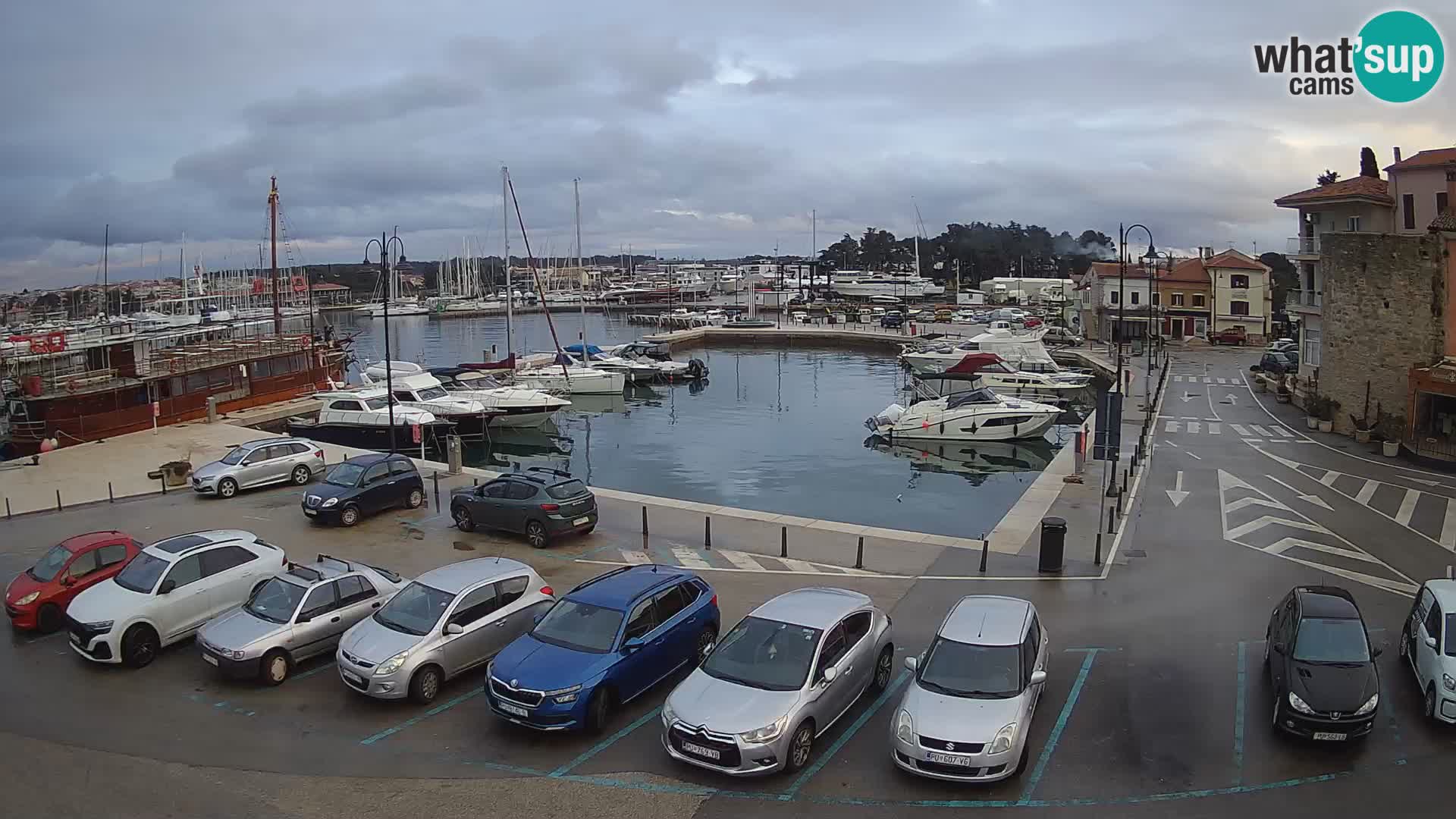 Novigrad | Porporela marina