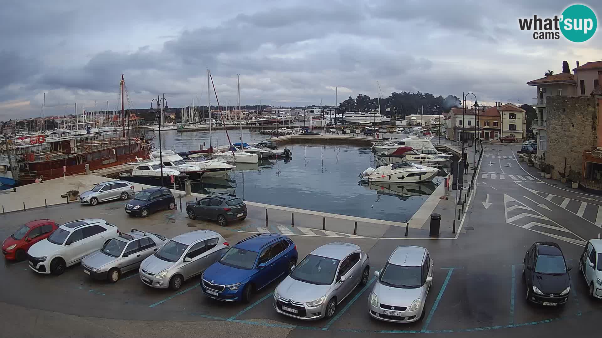 Novigrad | Porporela marina