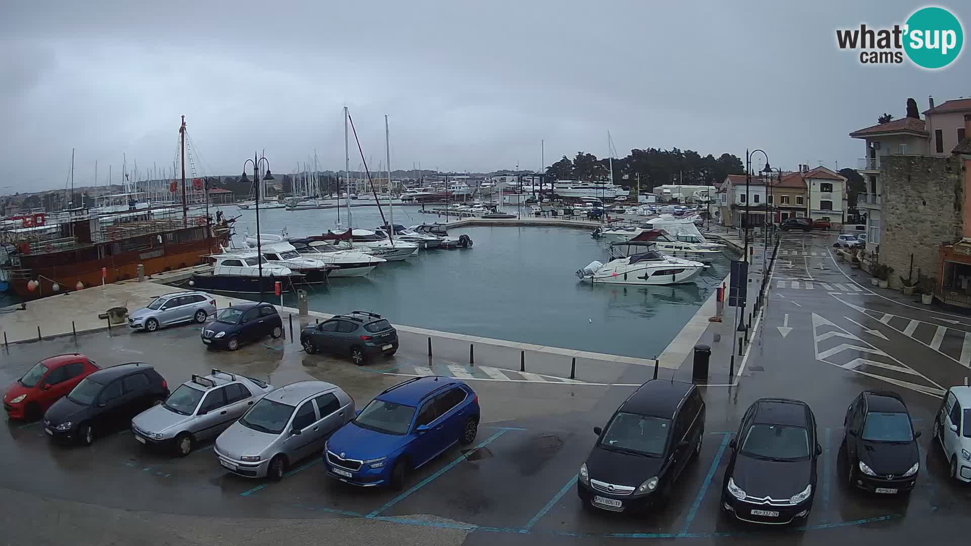 Novigrad | Porporela marina