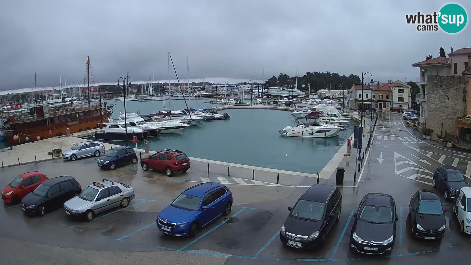 Novigrad | Porporela marina