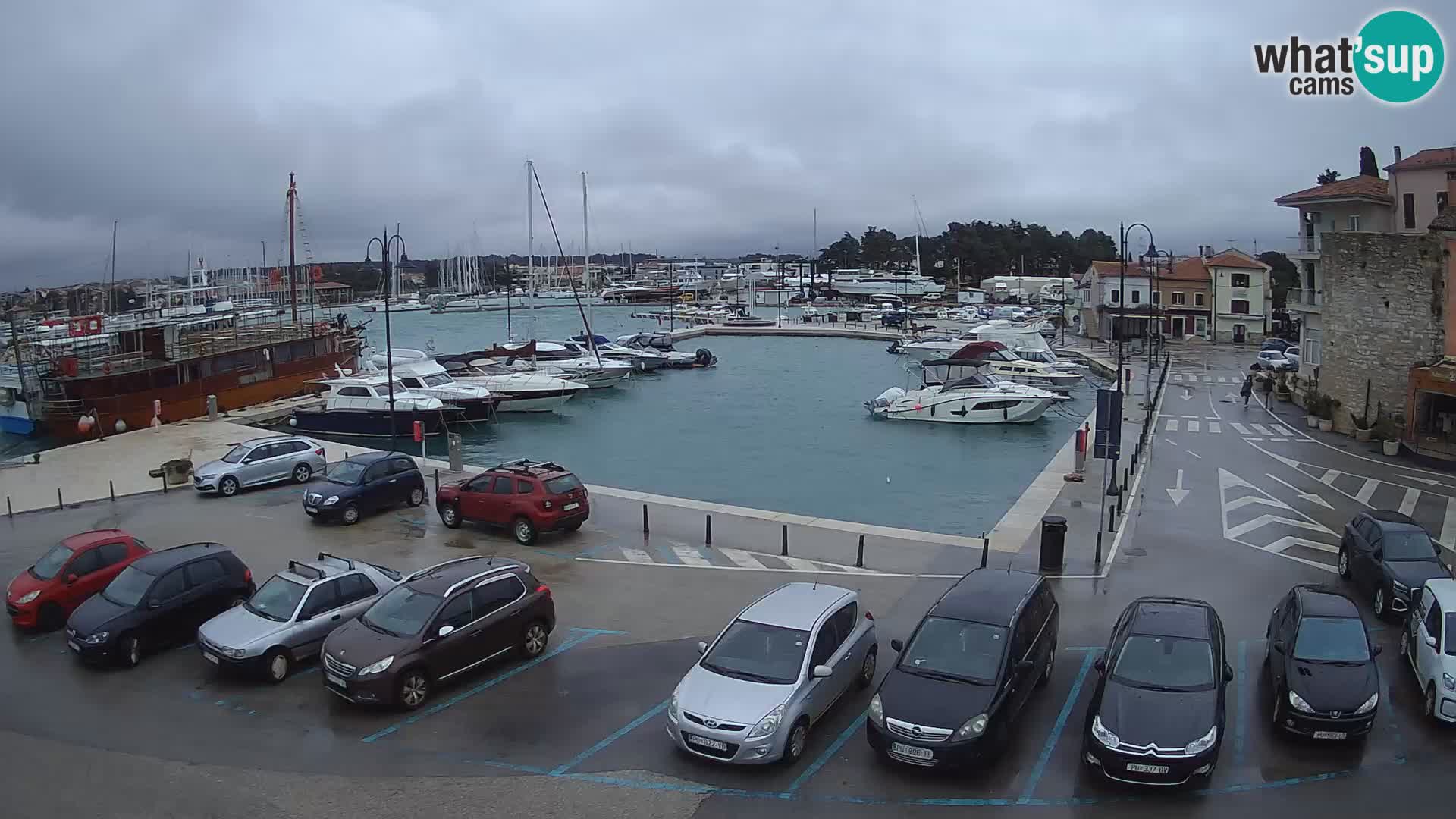 Novigrad | Porporela marina