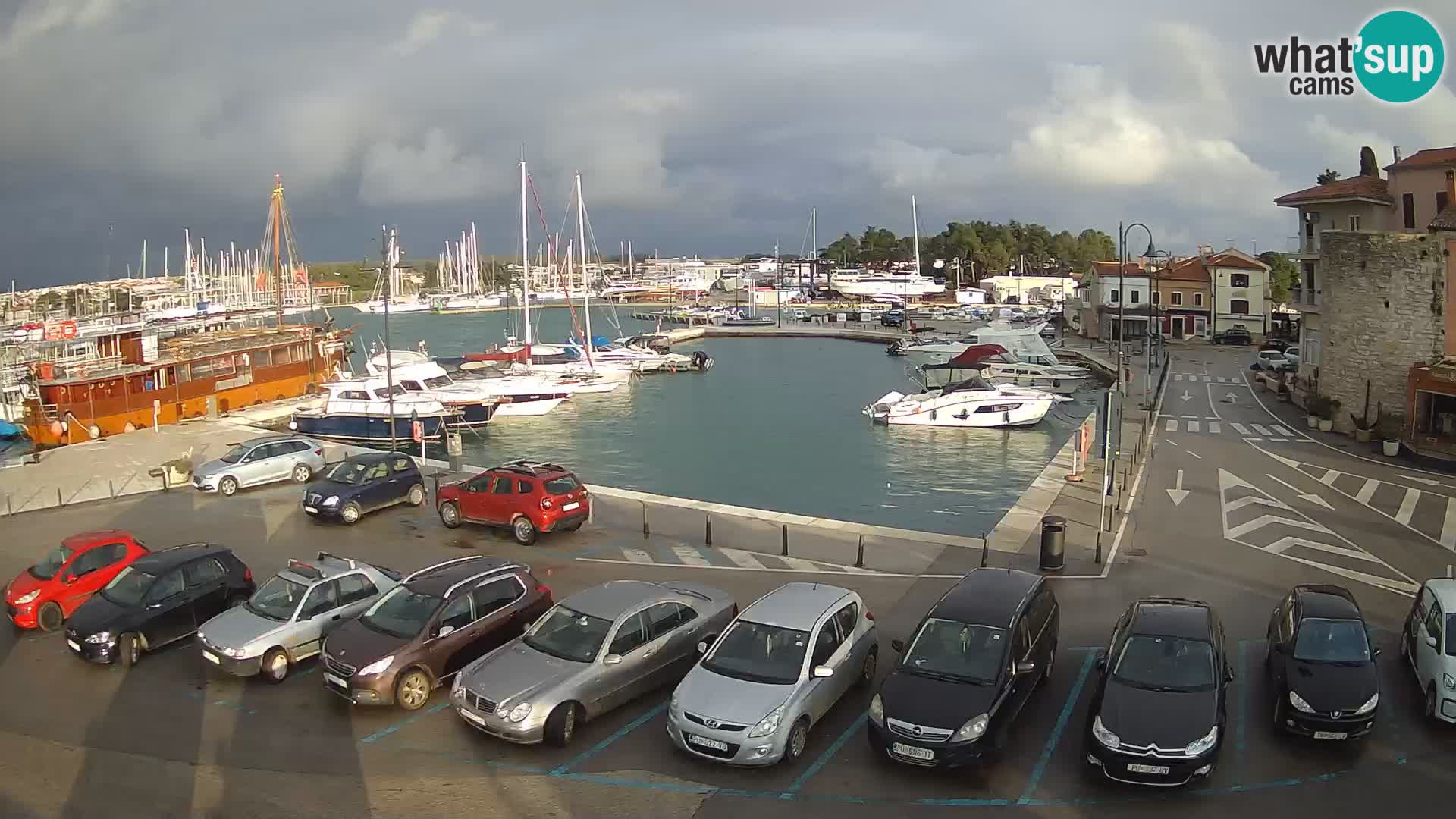 Novigrad | Porporela marina