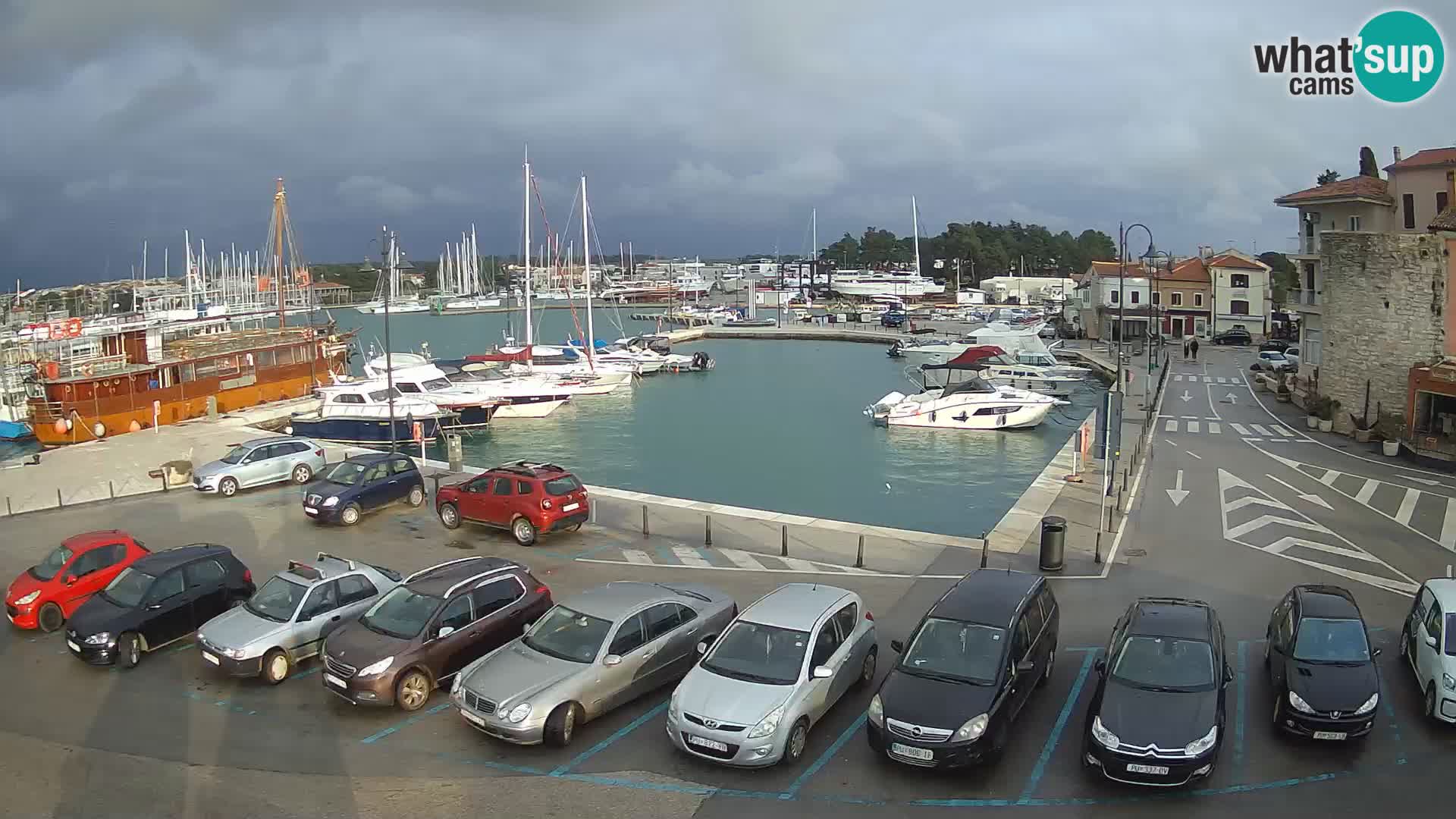 Novigrad | Porporela marina