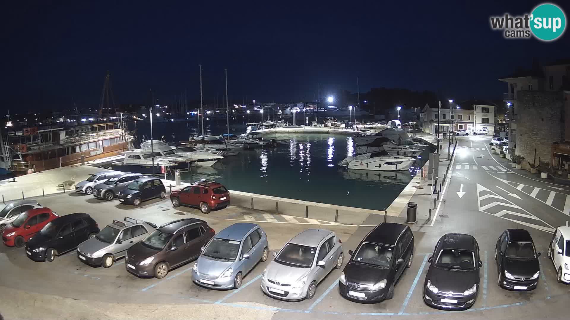 Novigrad | Porporela marina