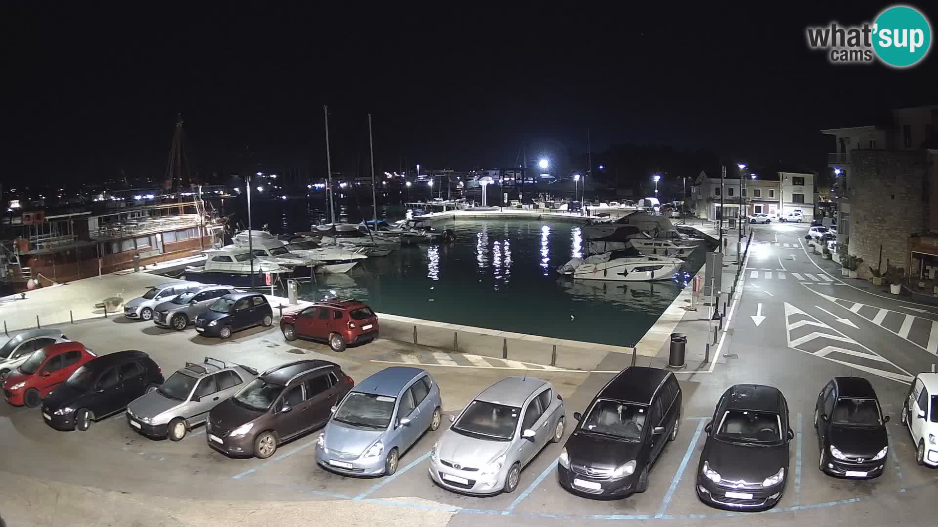 Novigrad | Porporela marina