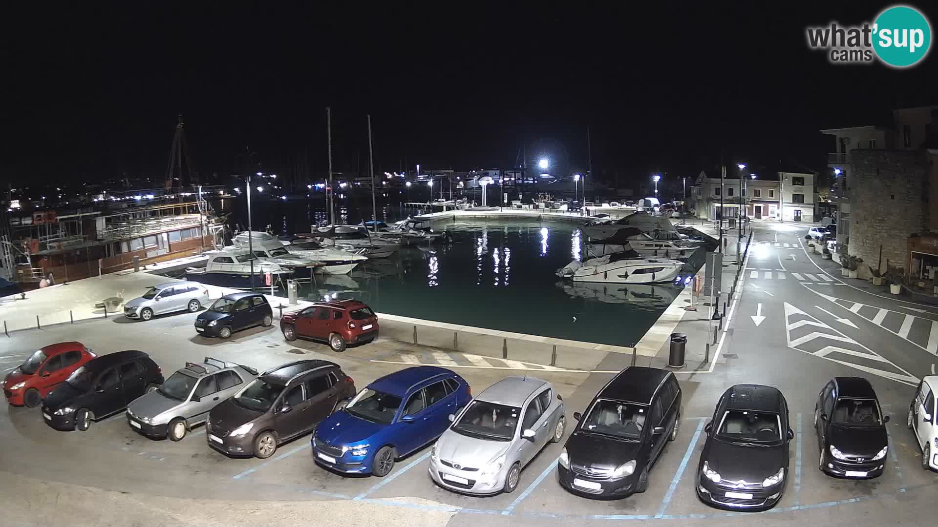 Novigrad | Porporela marina