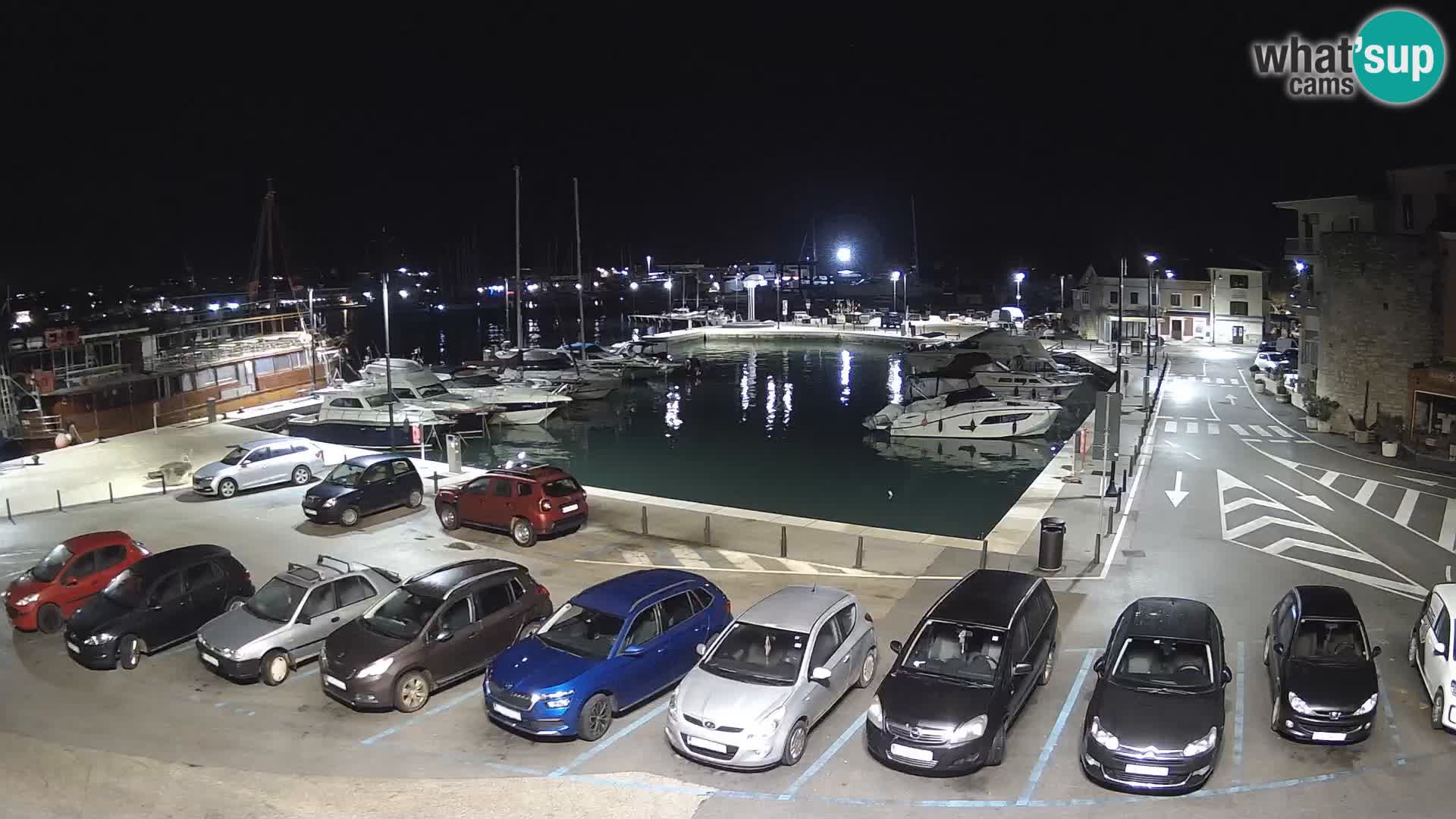 Novigrad | Porporela marina