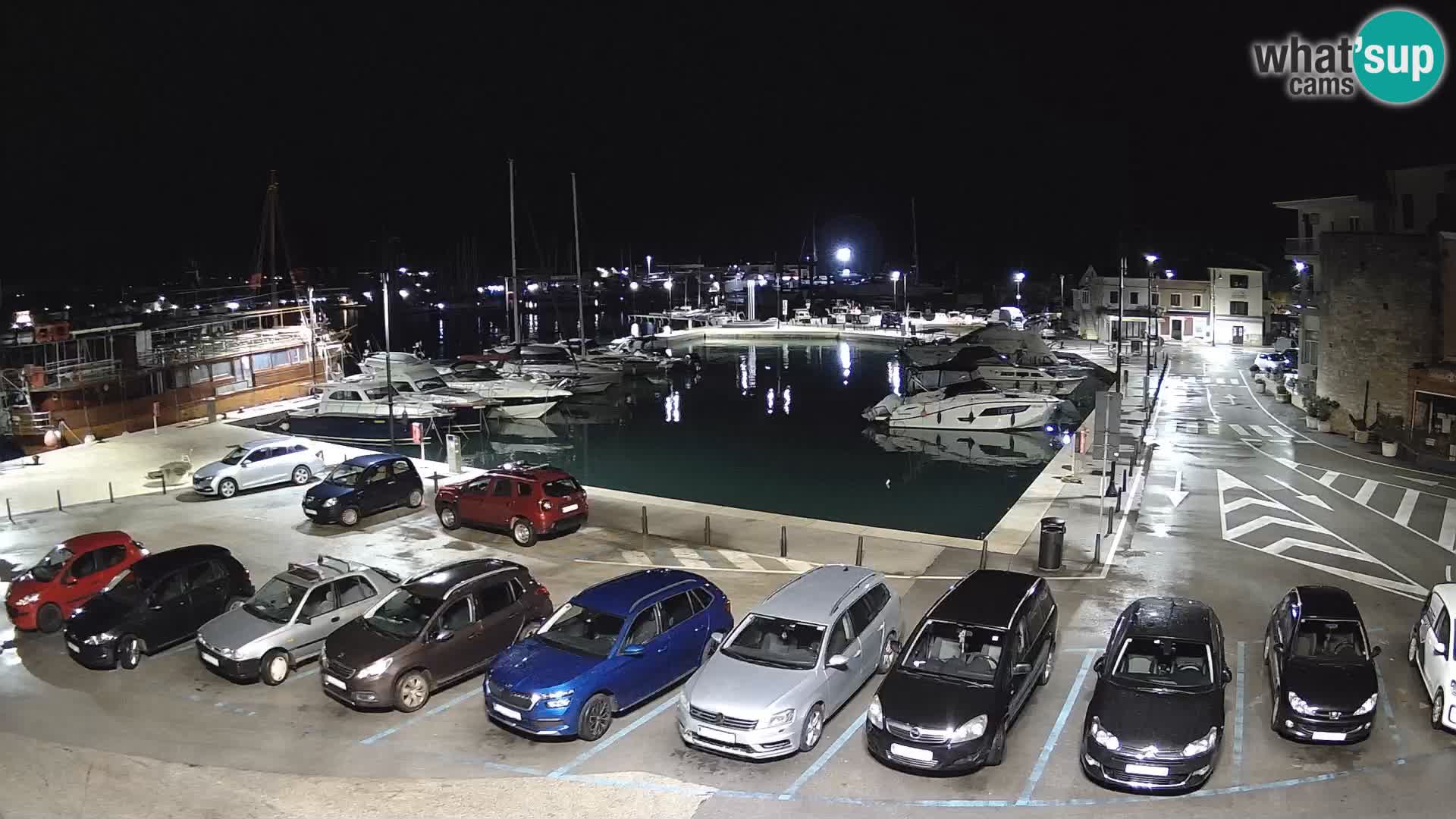 Novigrad | Porporela marina