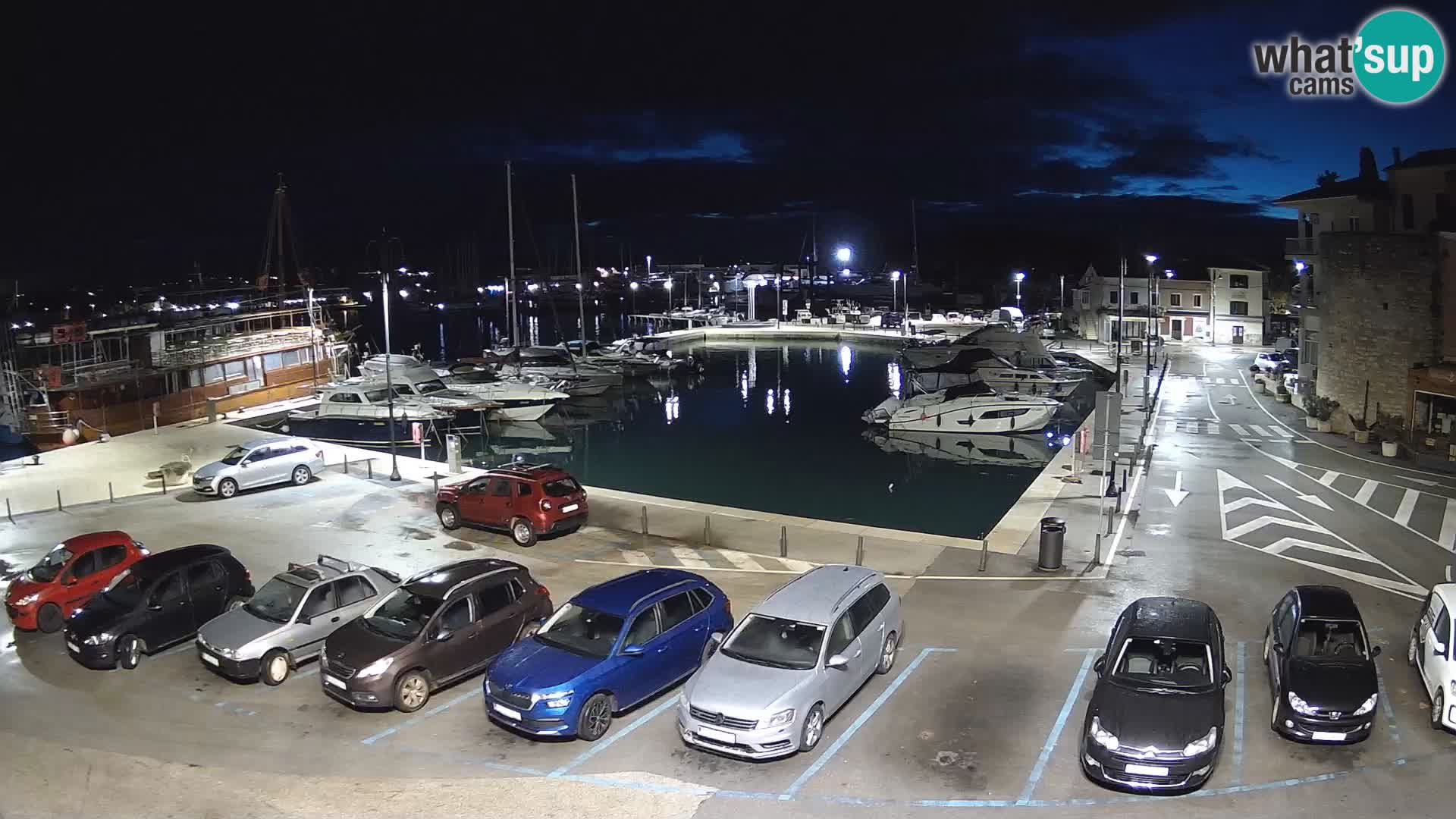 Novigrad | Porporela marina