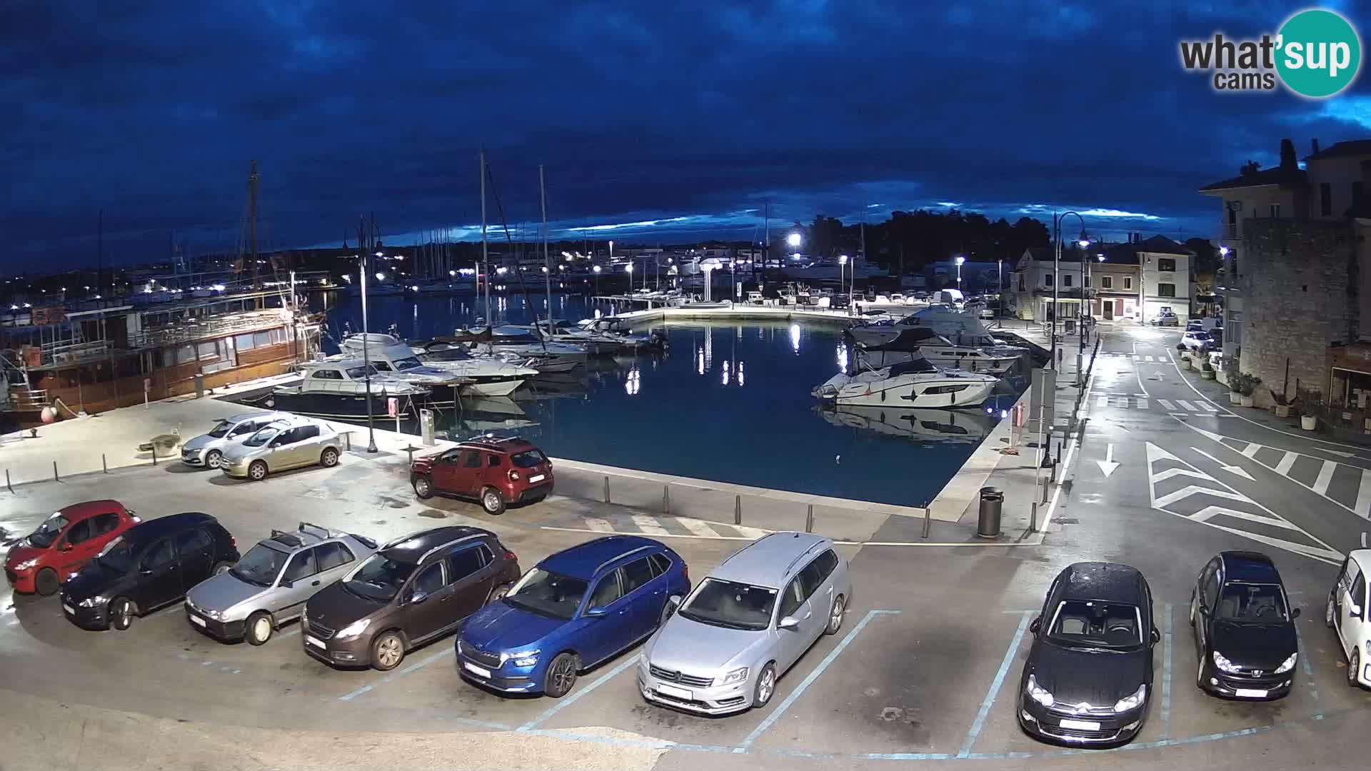 Novigrad | Porporela marina