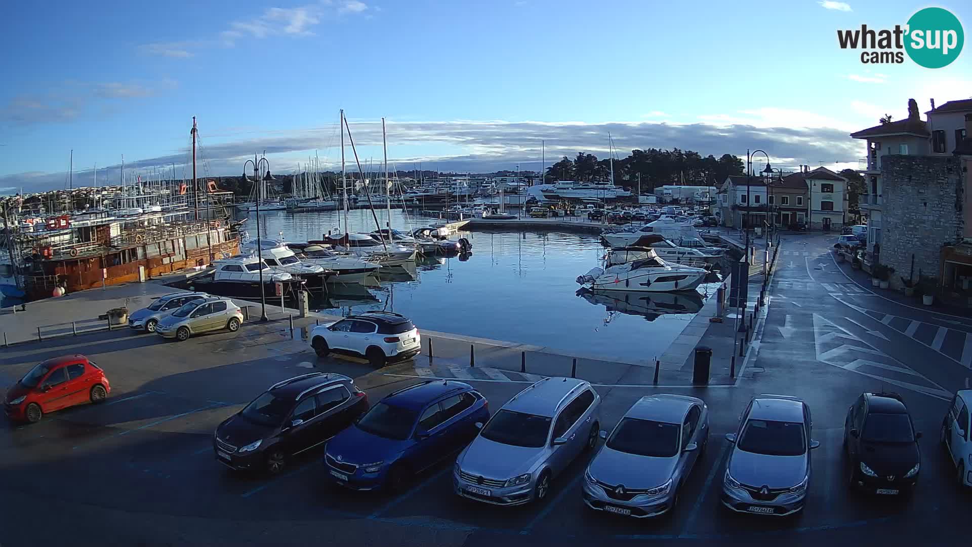 Novigrad | Porporela marina