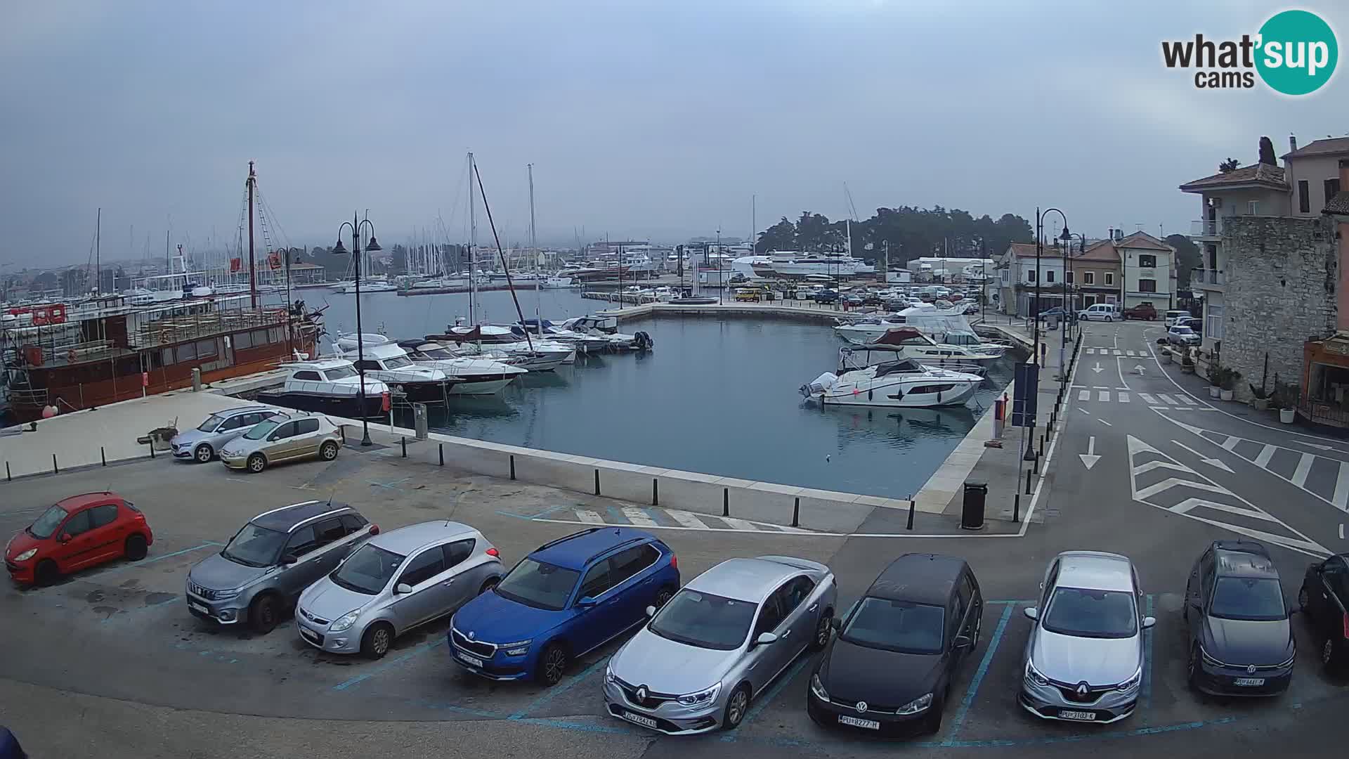 Novigrad | Porporela marina
