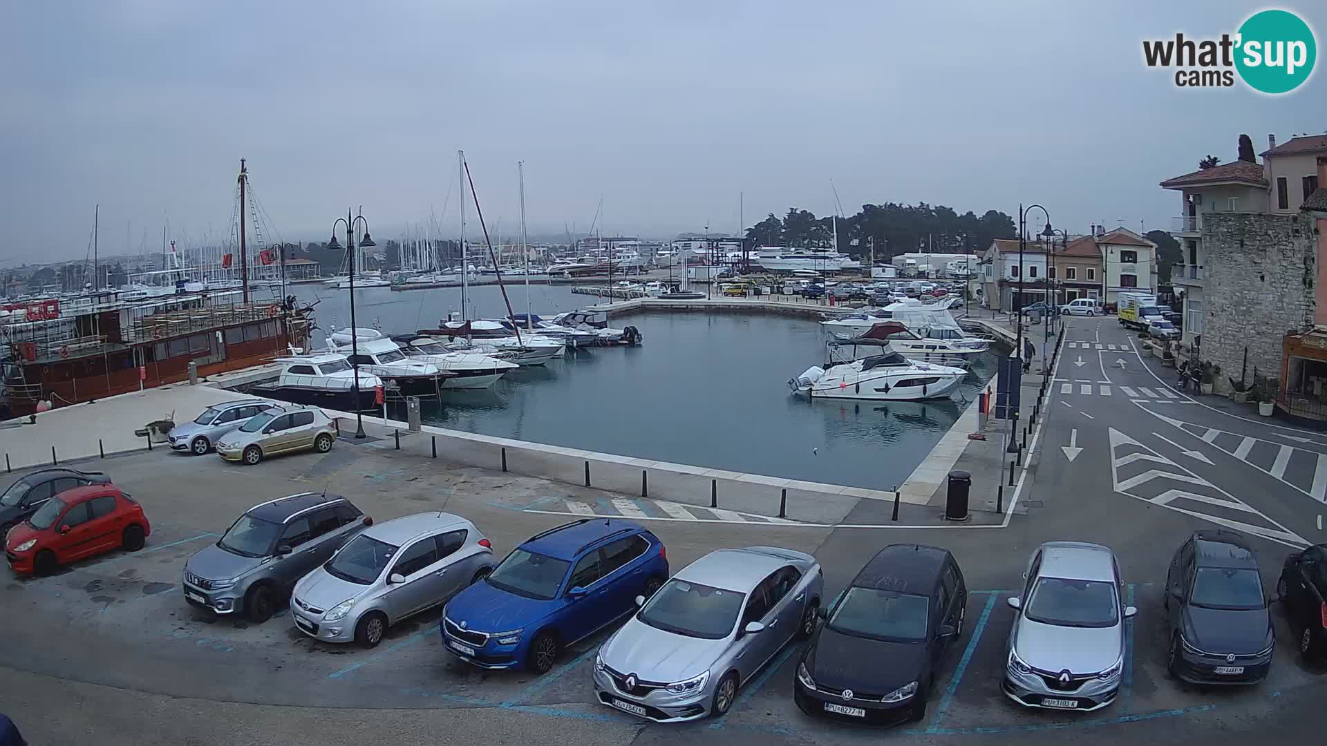 Novigrad | Porporela marina