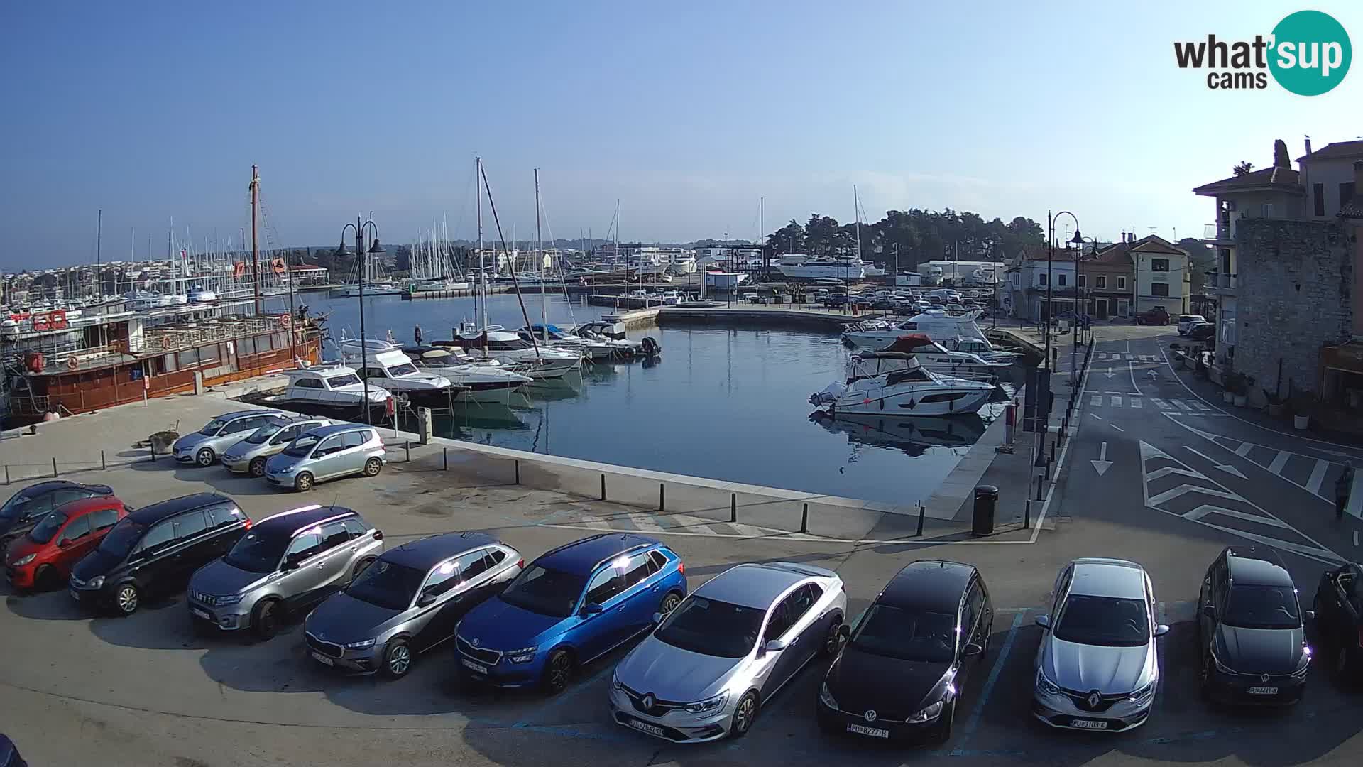 Novigrad | Porporela marina