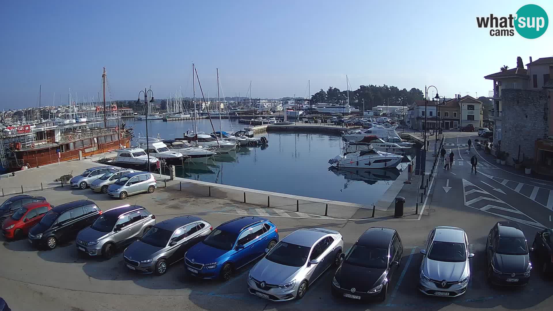 Novigrad | Porporela marina