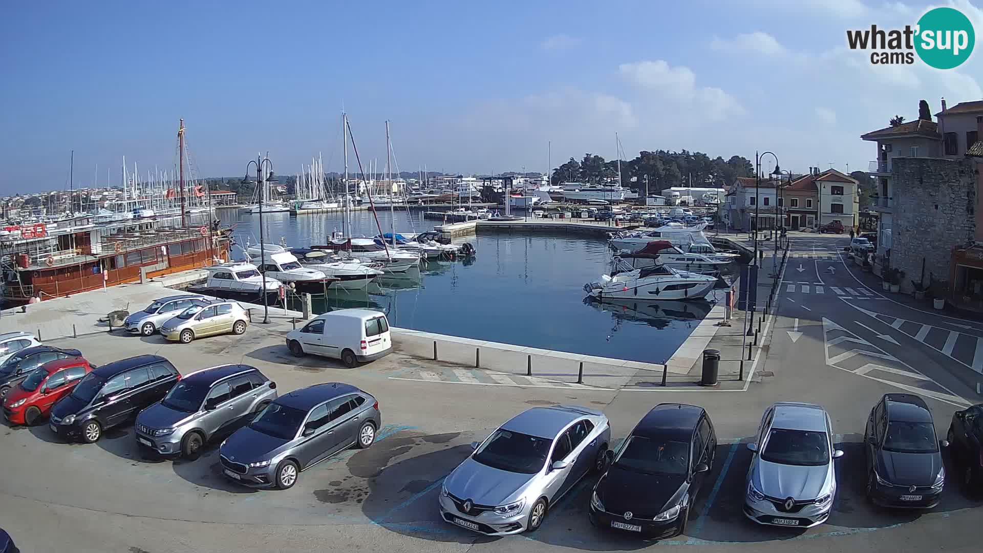 Novigrad | Porporela marina