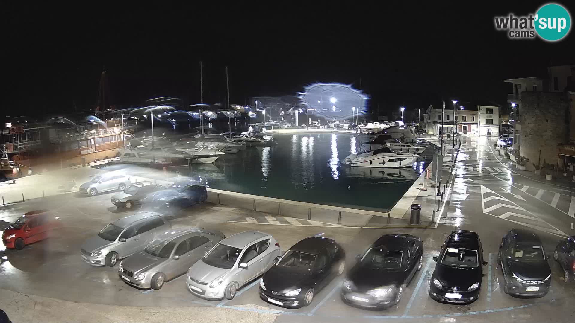 Novigrad | Porporela marina