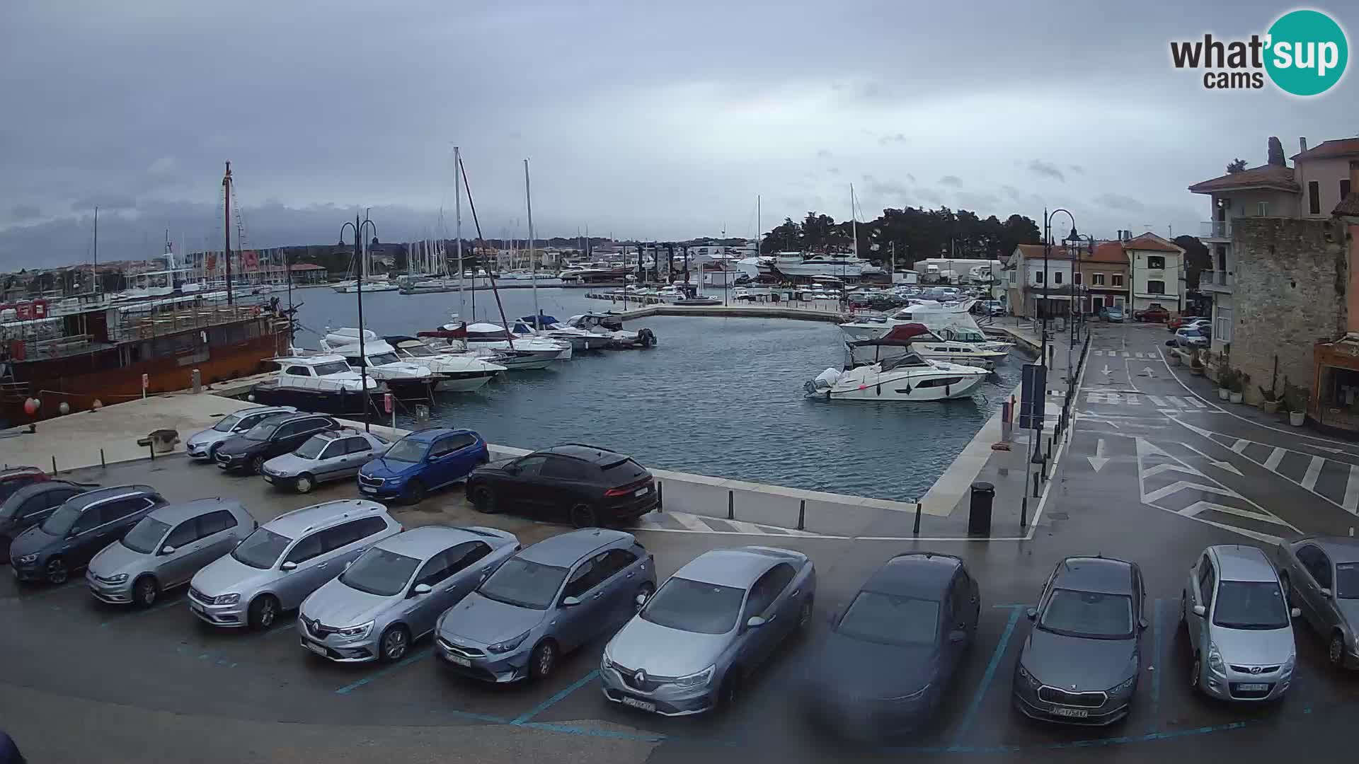 Novigrad | Porporela marina