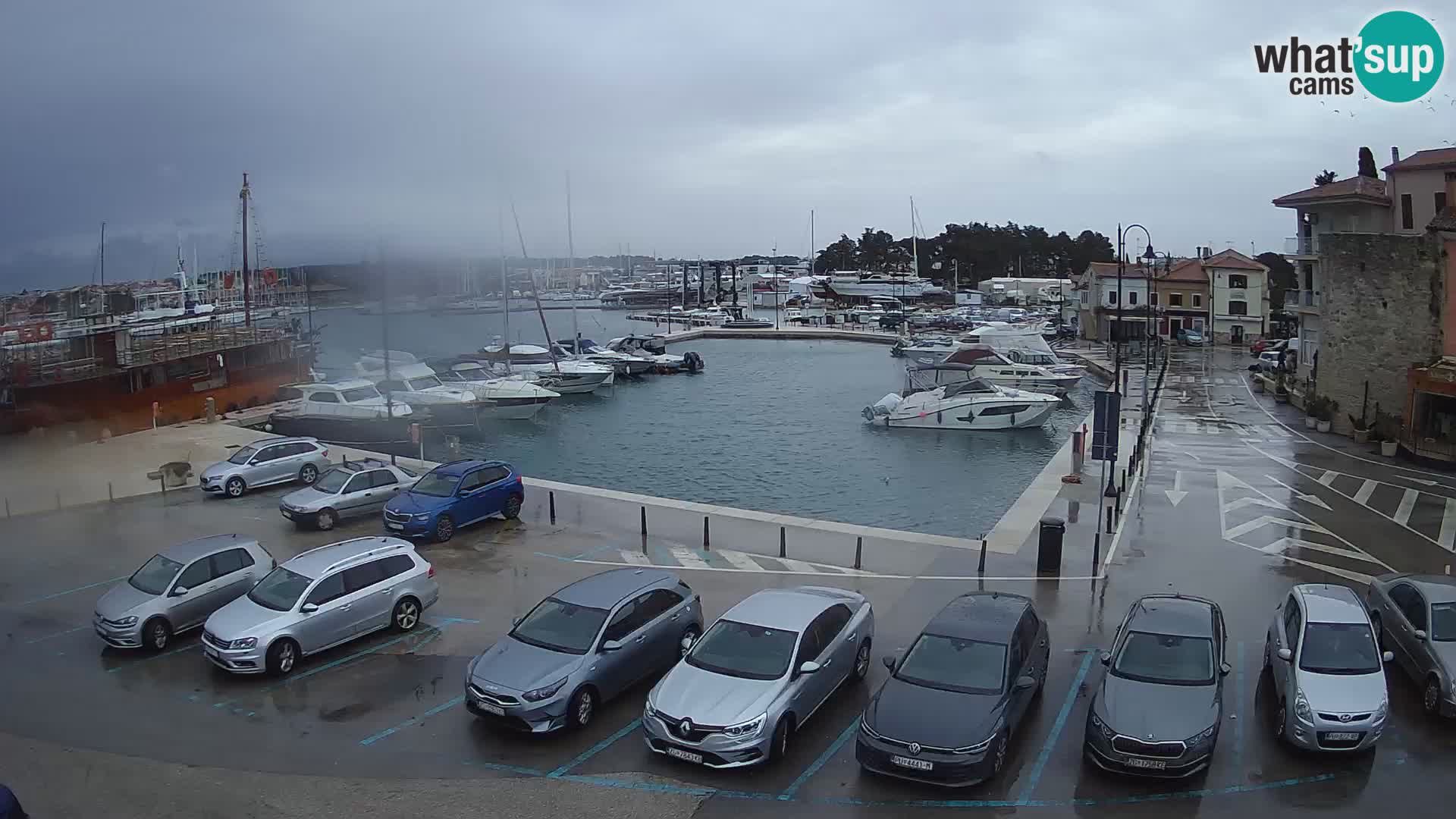 Novigrad | Porporela marina