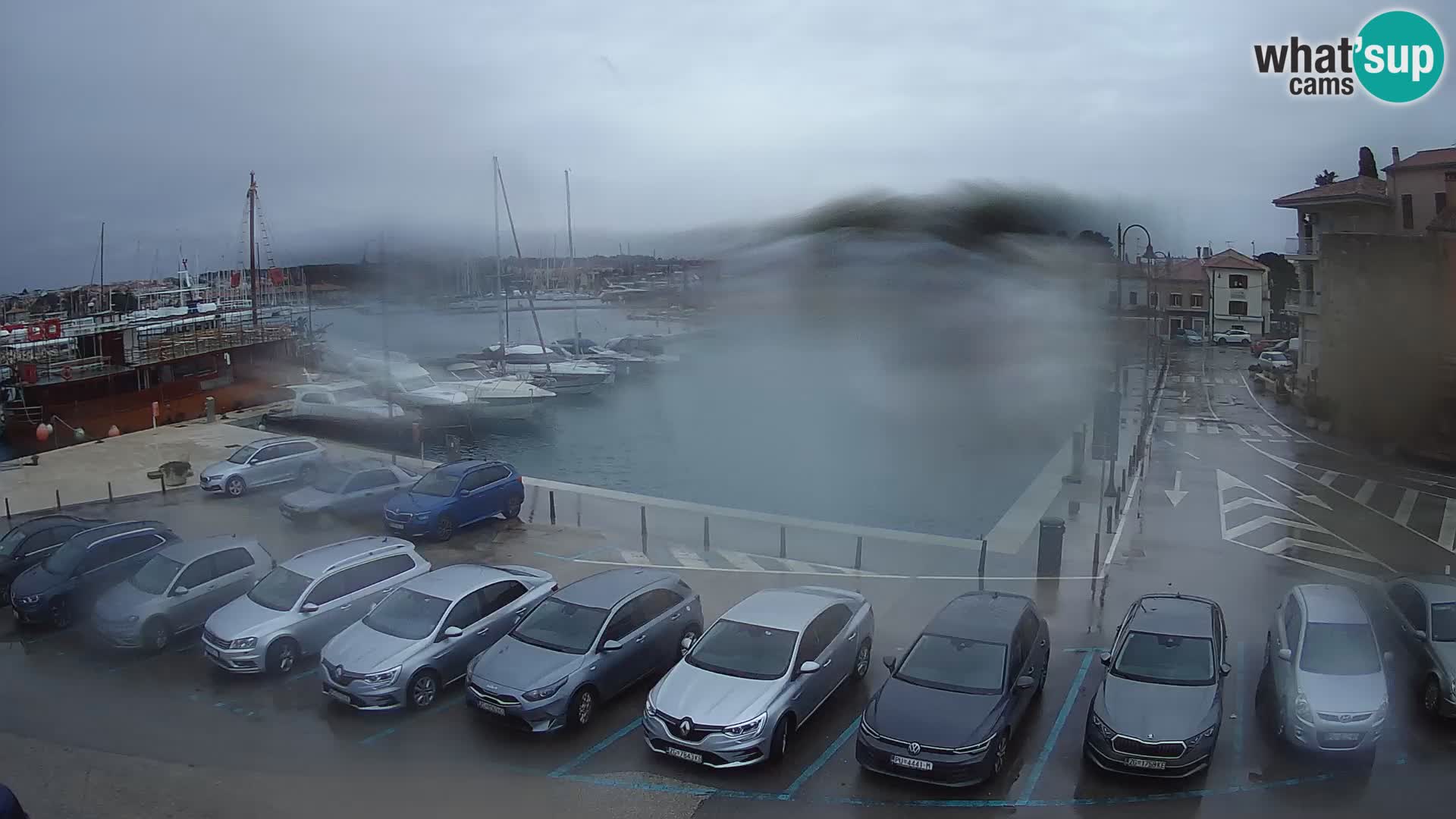 Novigrad | Porporela marina