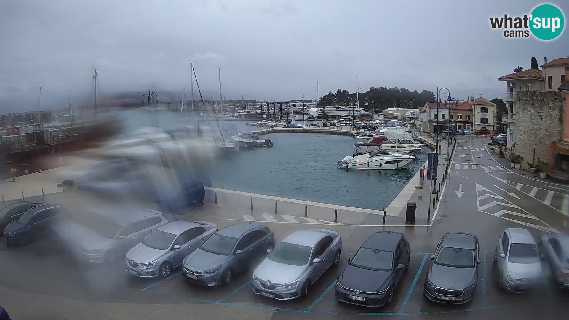 Novigrad | Porporela marina