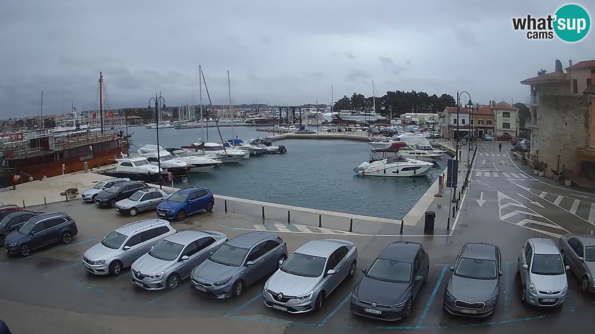 Novigrad | Porporela marina