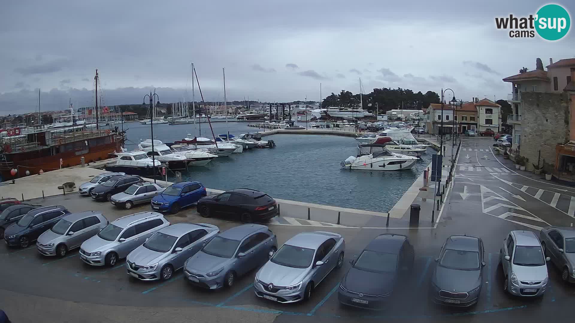 Novigrad | Porporela marina