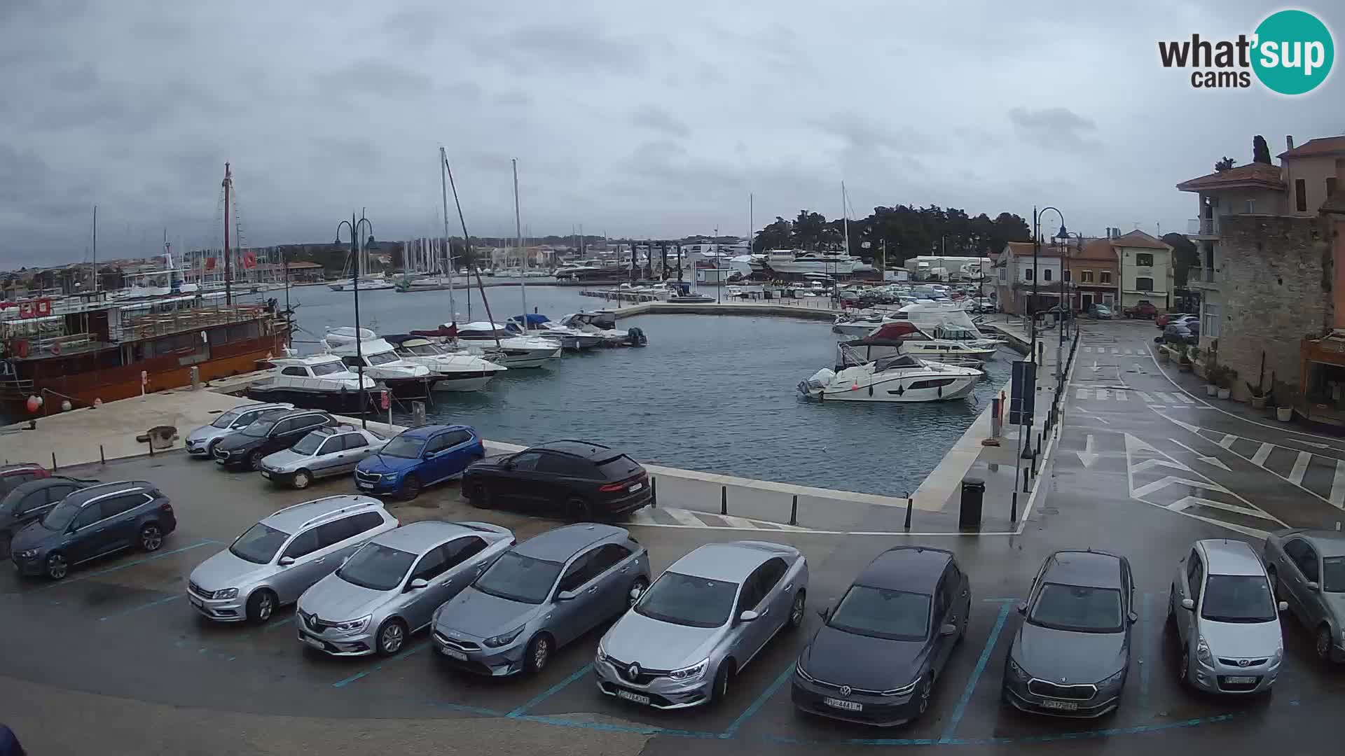 Novigrad | Porporela marina