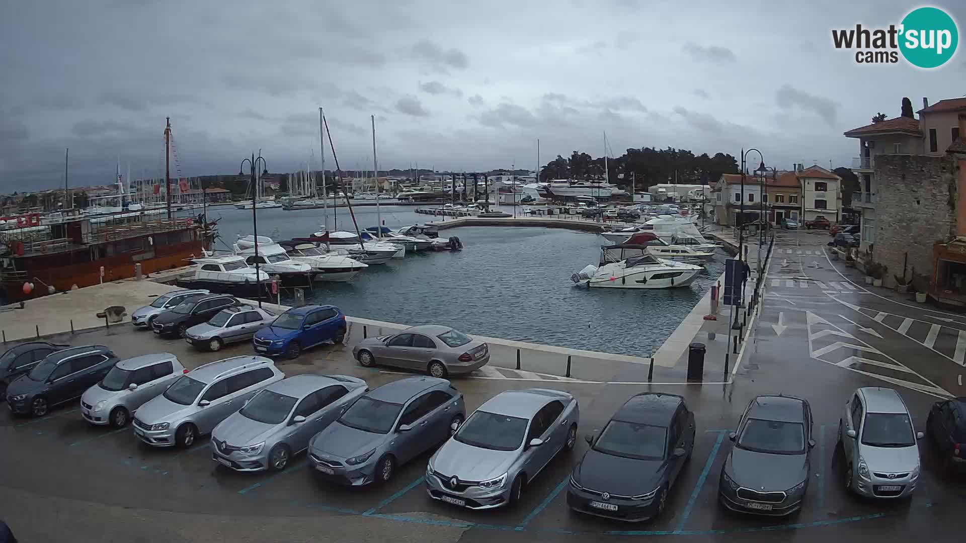 Novigrad | Porporela marina