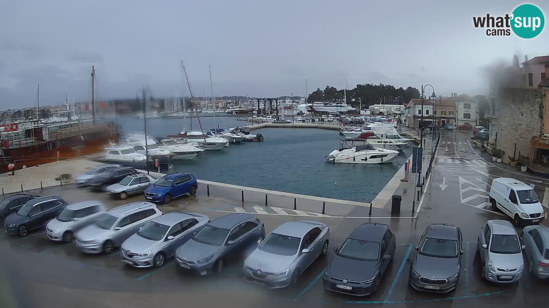 Novigrad | Porporela marina