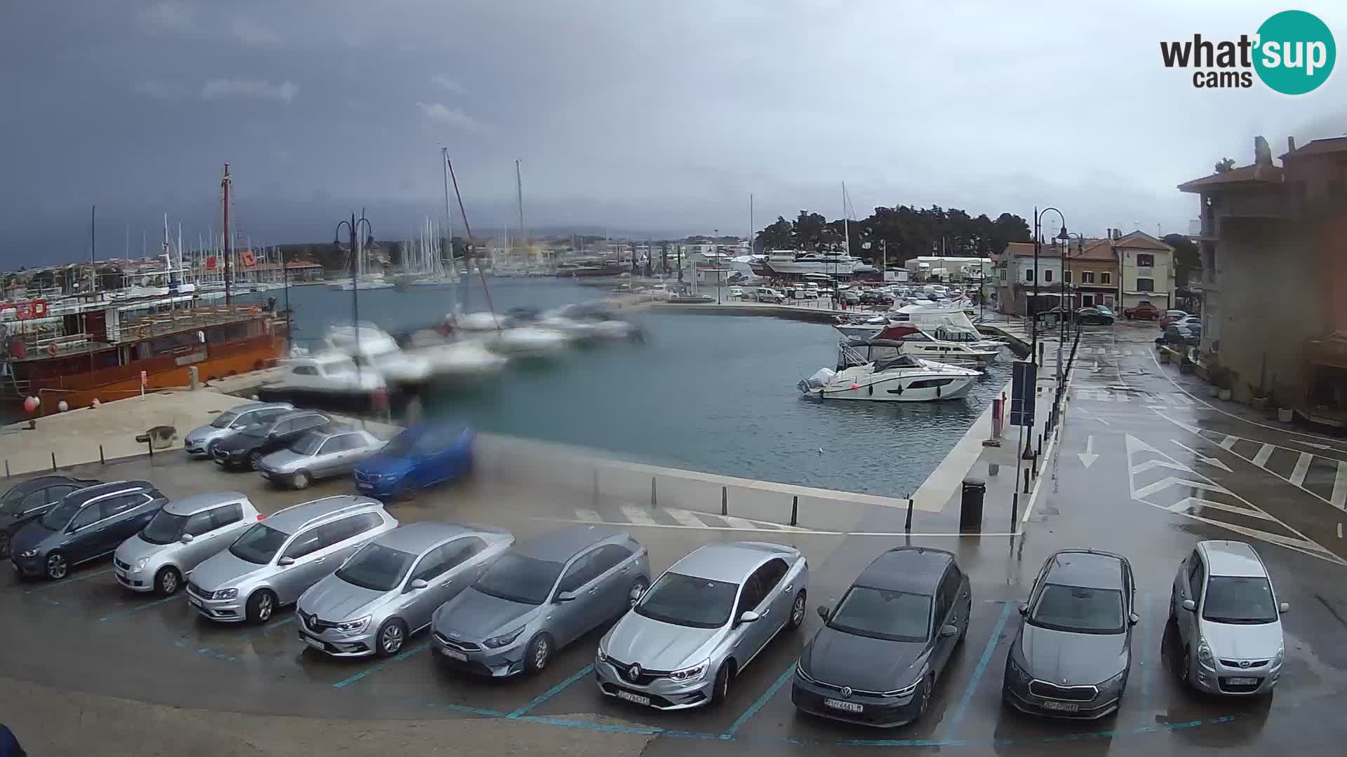 Novigrad | Porporela marina