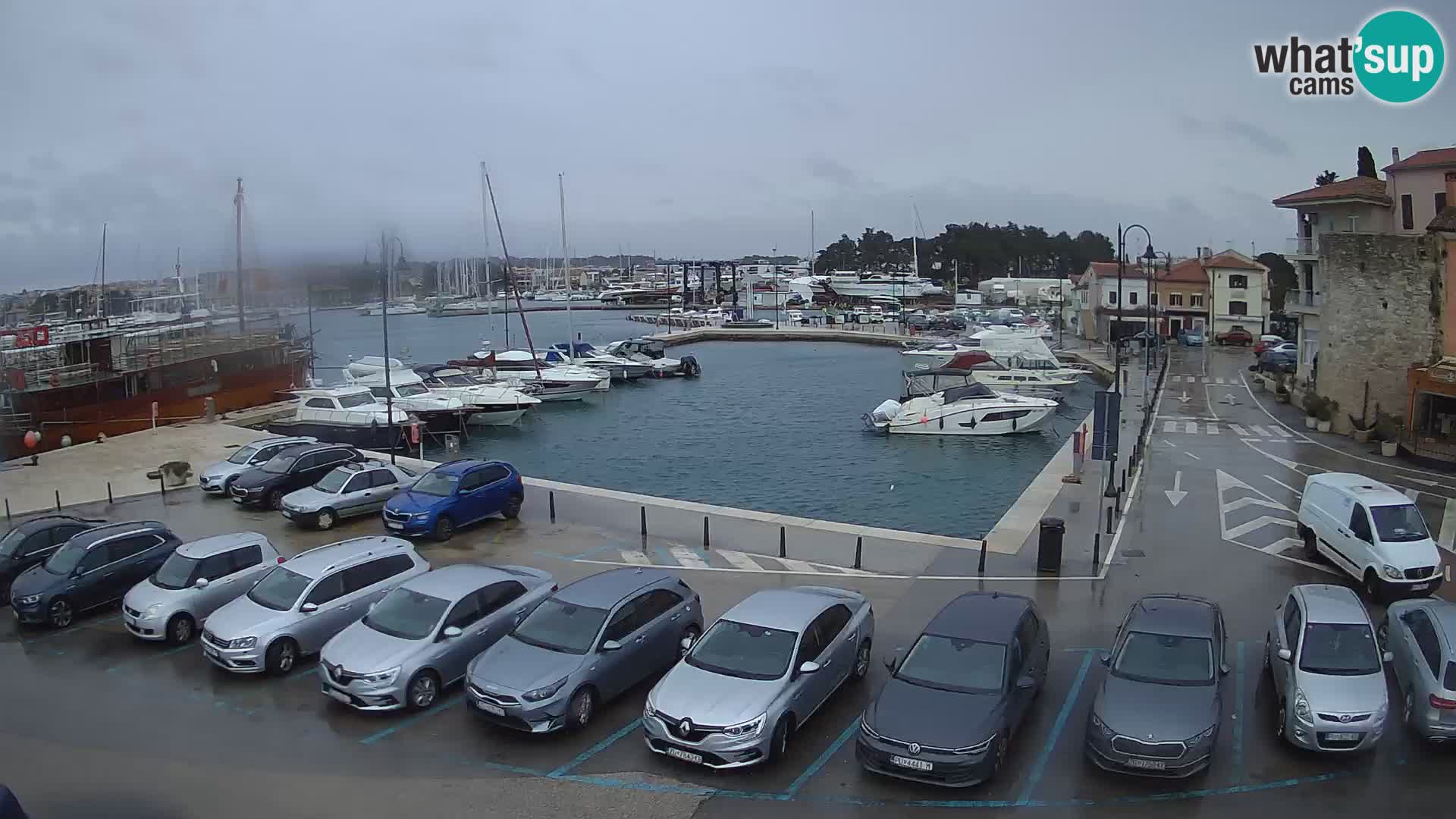 Novigrad | Porporela marina