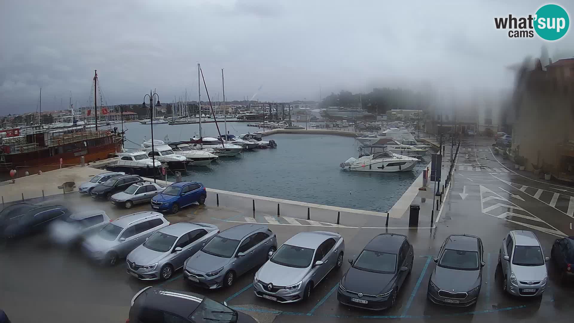 Novigrad | Porporela marina