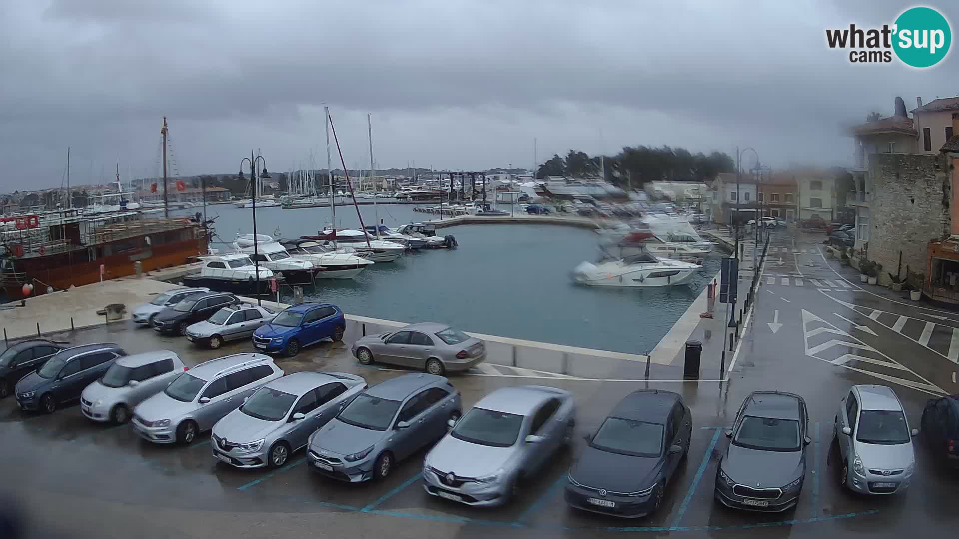 Novigrad | Porporela marina