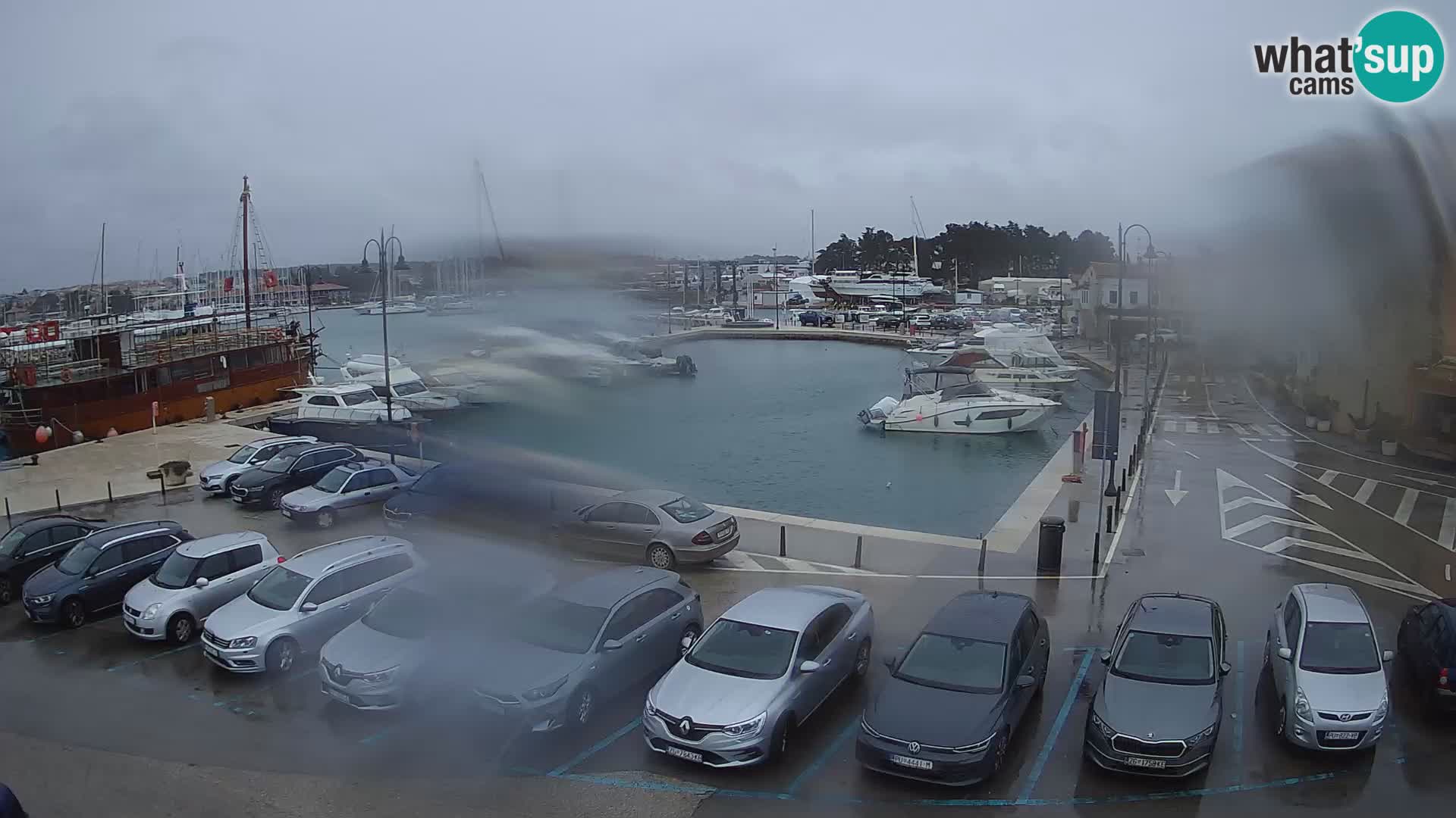 Novigrad | Porporela marina