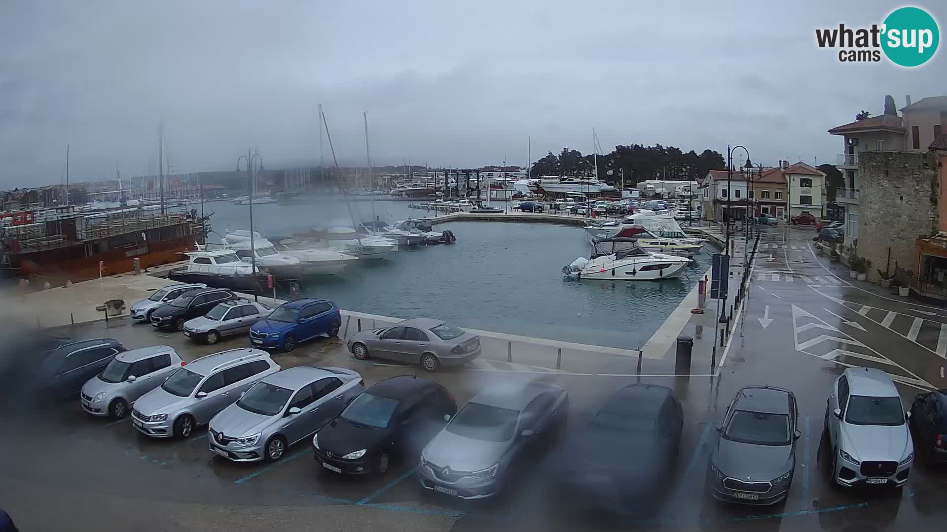 Novigrad | Porporela marina