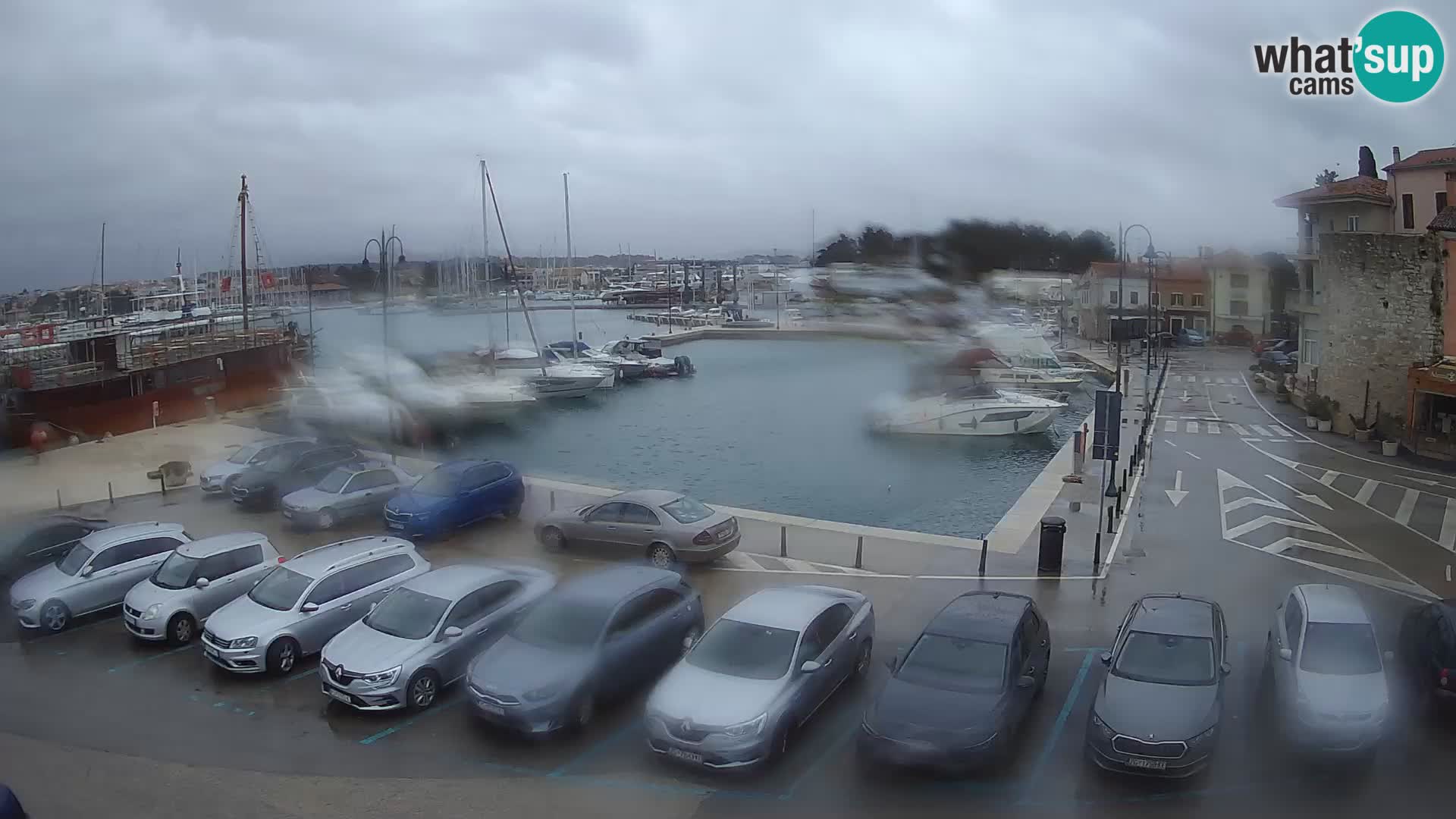 Novigrad | Porporela marina