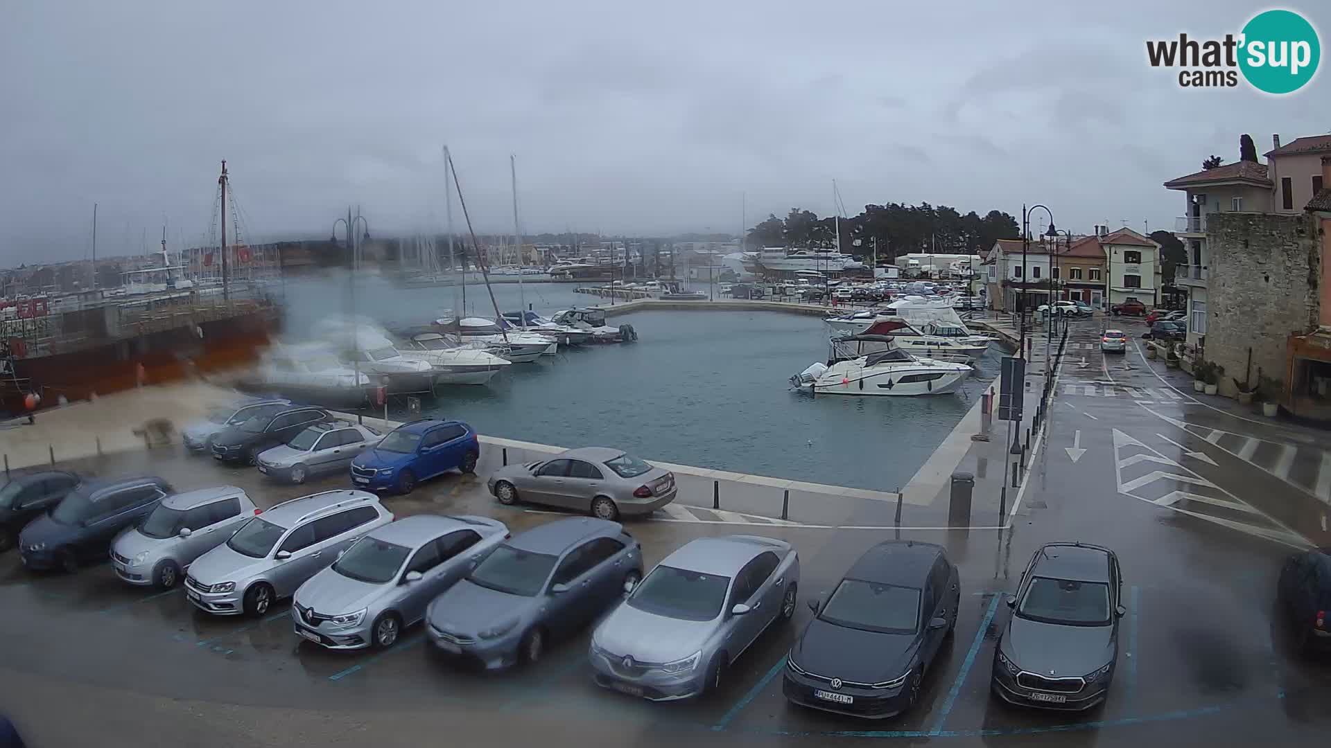 Novigrad | Porporela marina