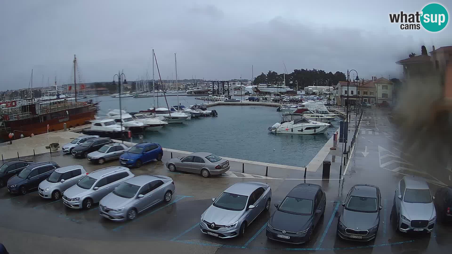 Novigrad | Porporela marina