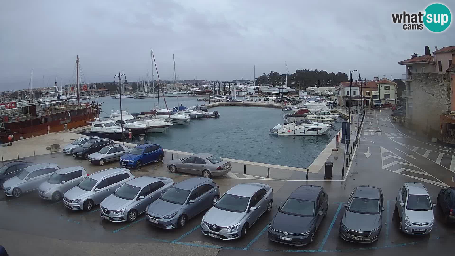 Novigrad | Porporela marina