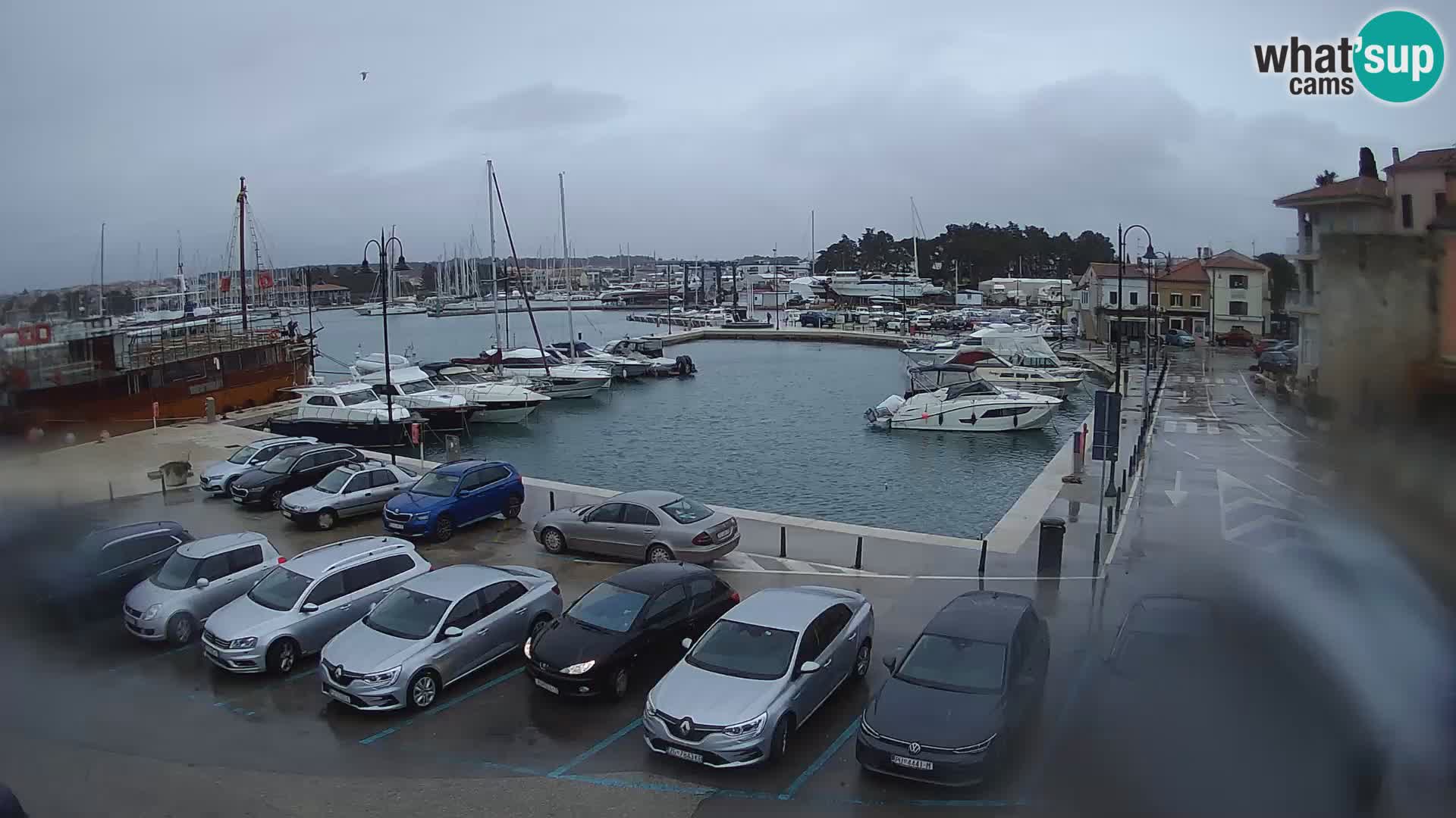 Novigrad | Porporela marina