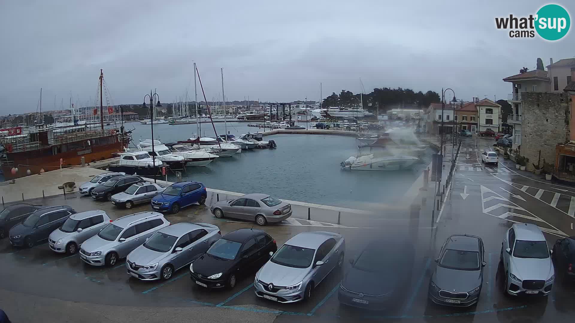 Novigrad | Porporela marina