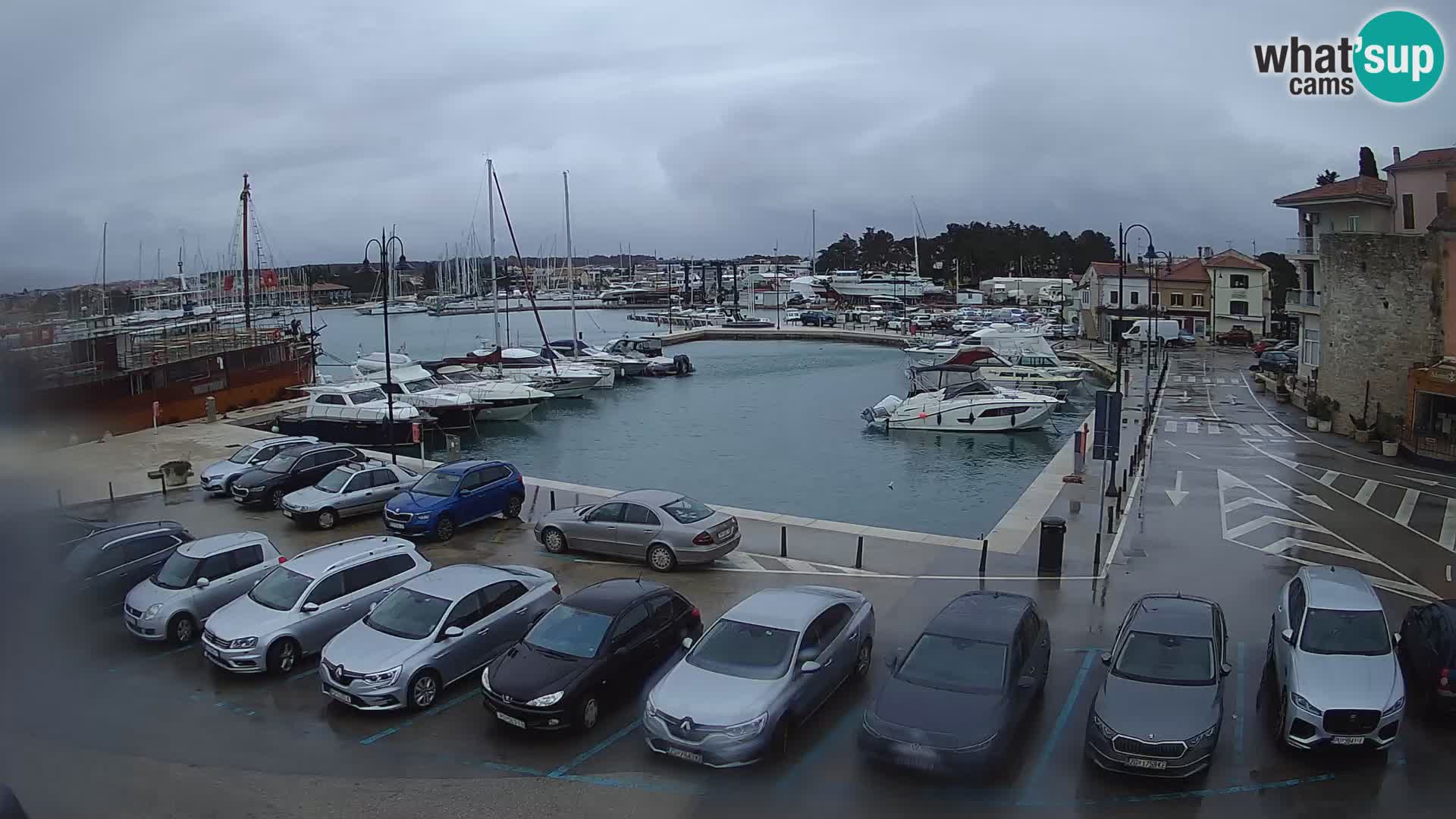 Novigrad | Porporela marina