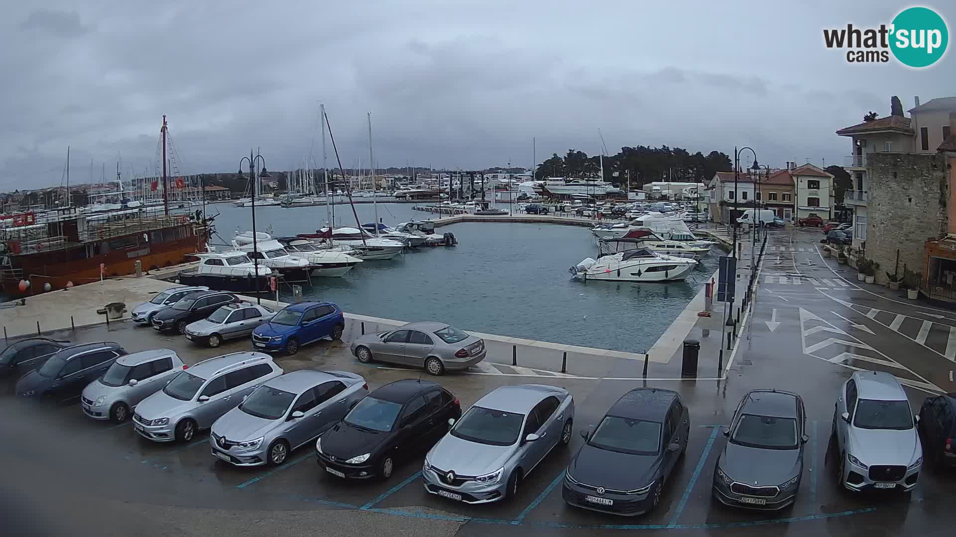 Novigrad | Porporela marina